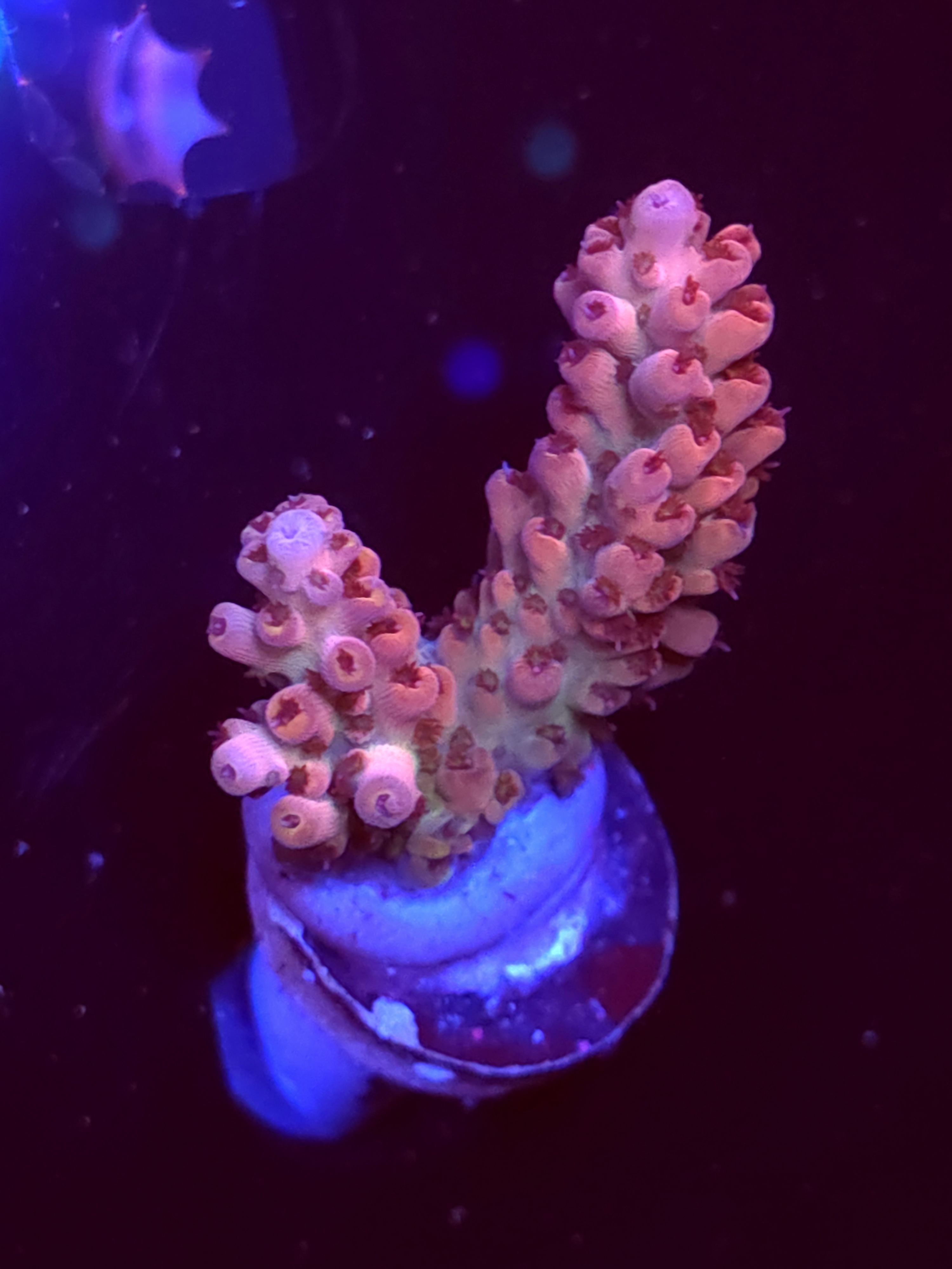 SBB "Ripple Rainbow" Acro Medium 2 Branch