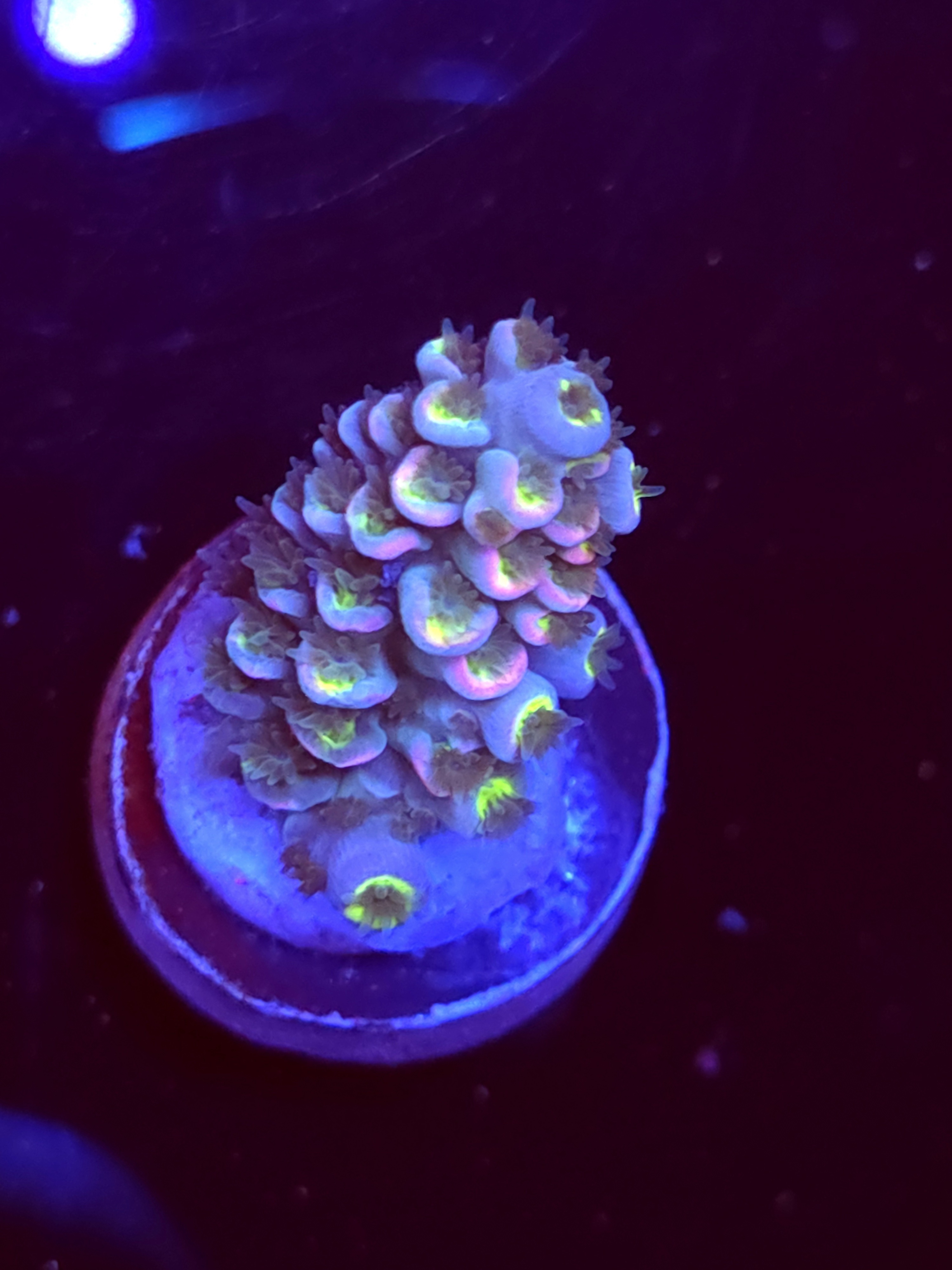 SBB "Gummy Mirage" Acro Small Branch