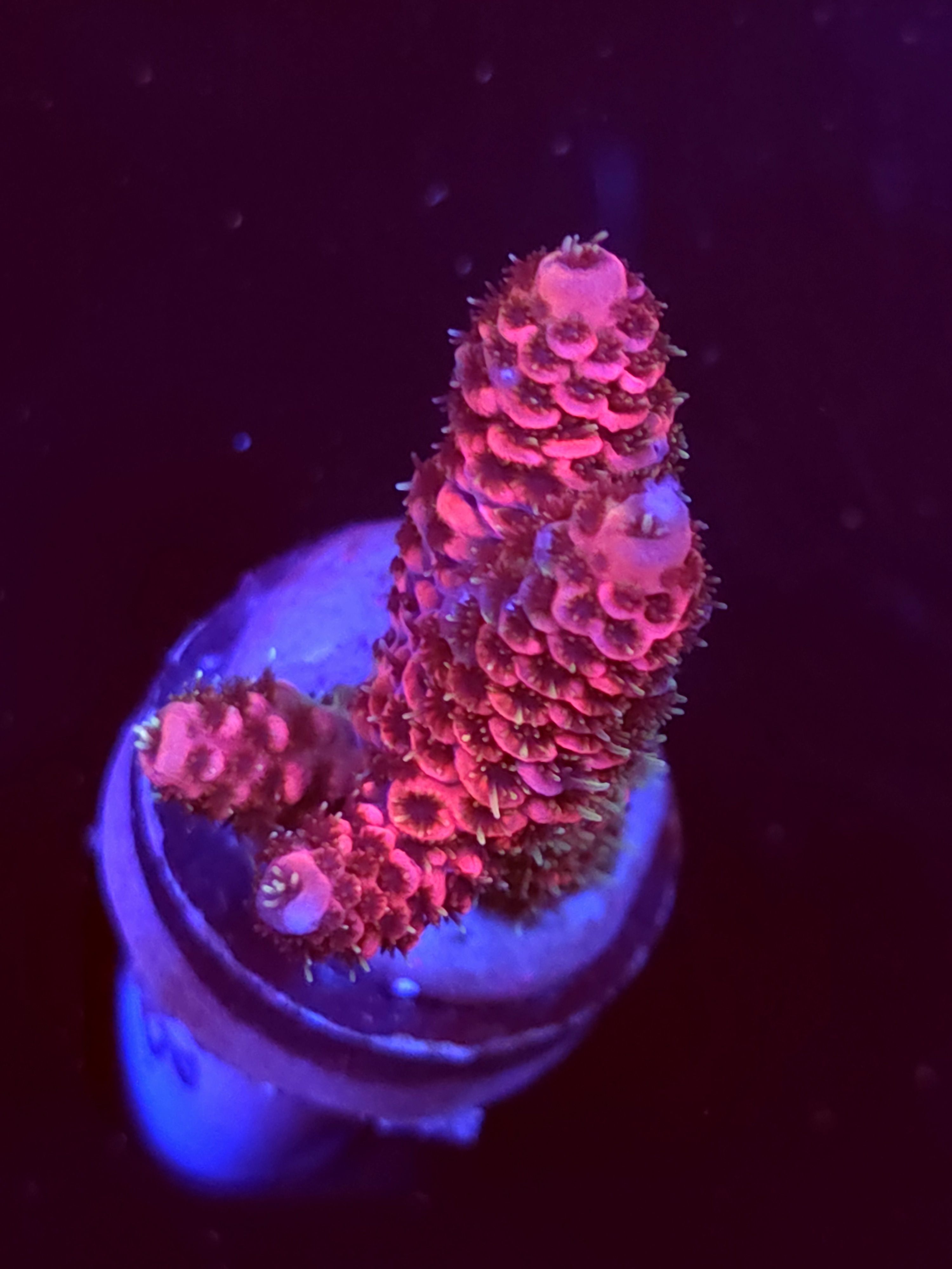 SBB "Skittle Bloom" Acro Medium 2 Branch