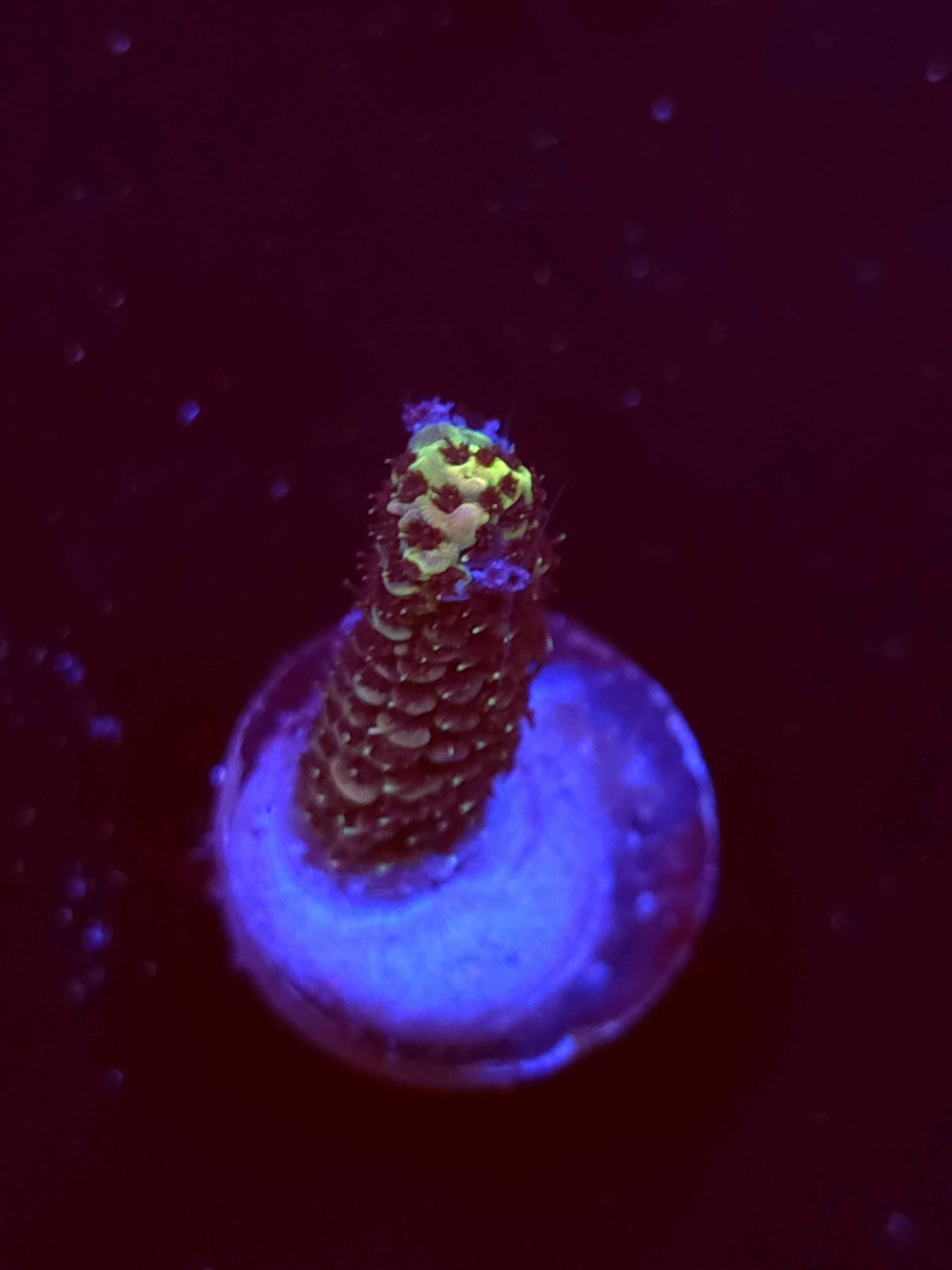 SBB "Cottom Comet" Acro Small Branch