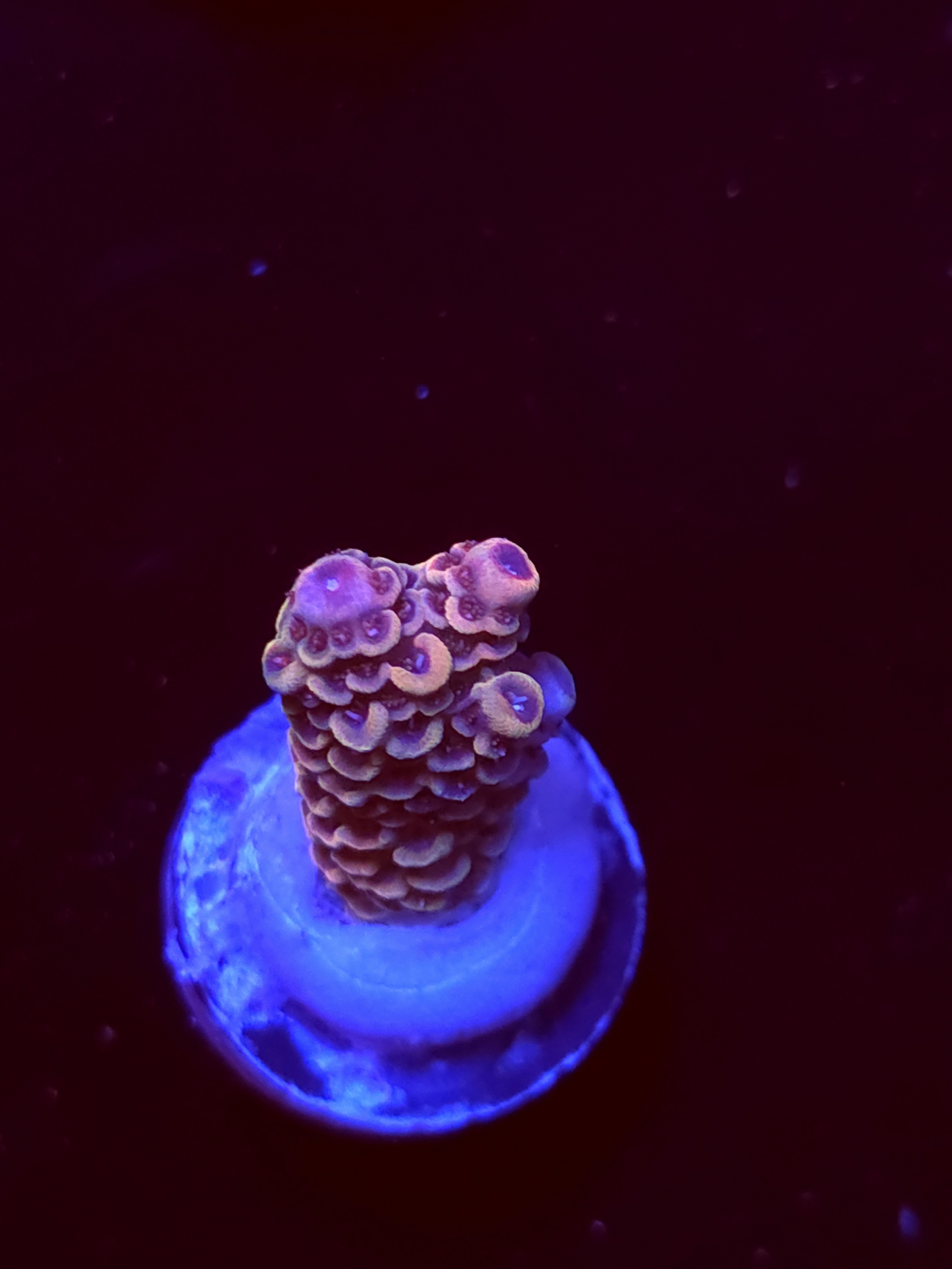 SBB "Space Juice" Acro Small Branch