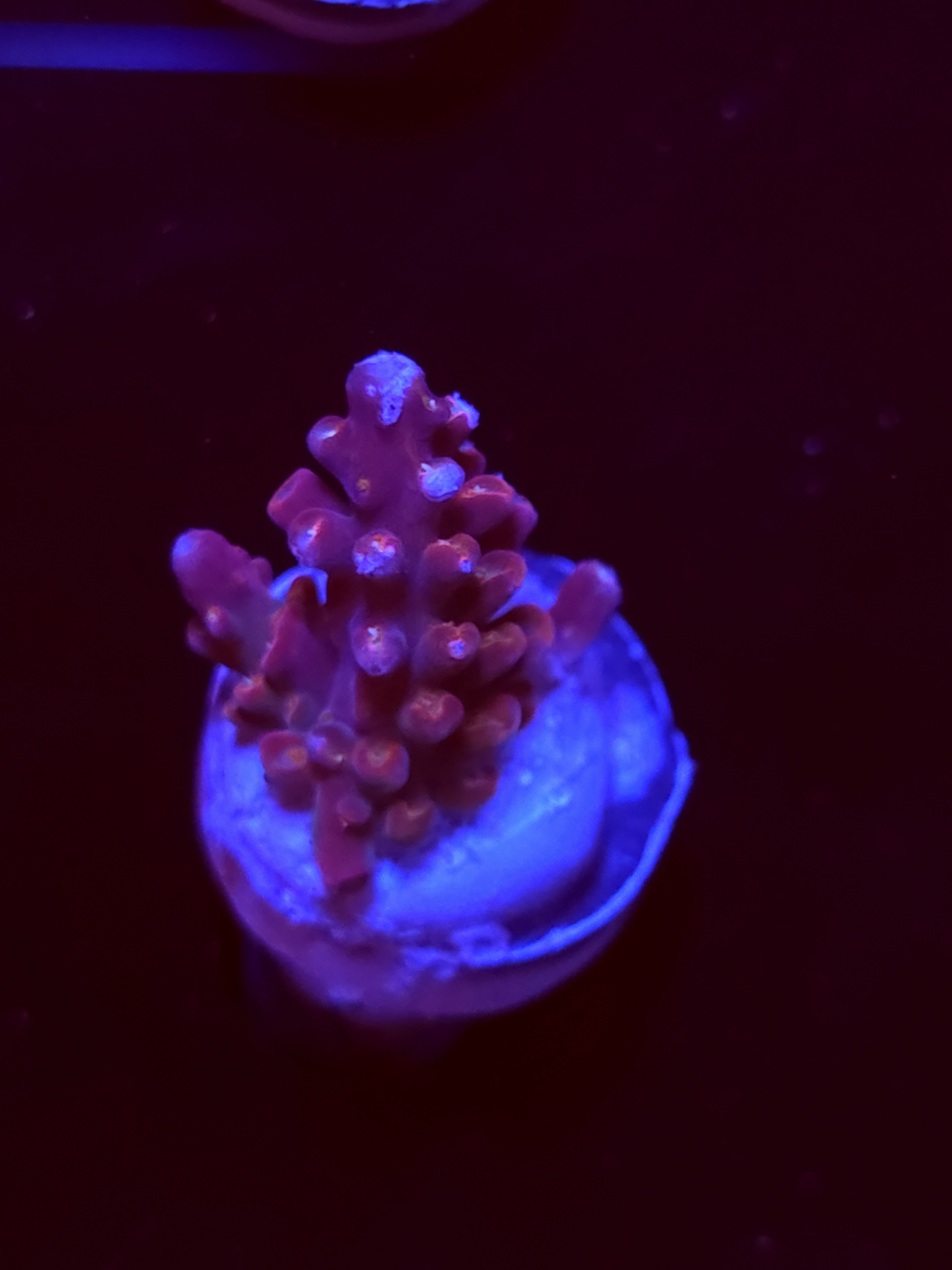 SBB "Fruit Tart" Acro Small Branch