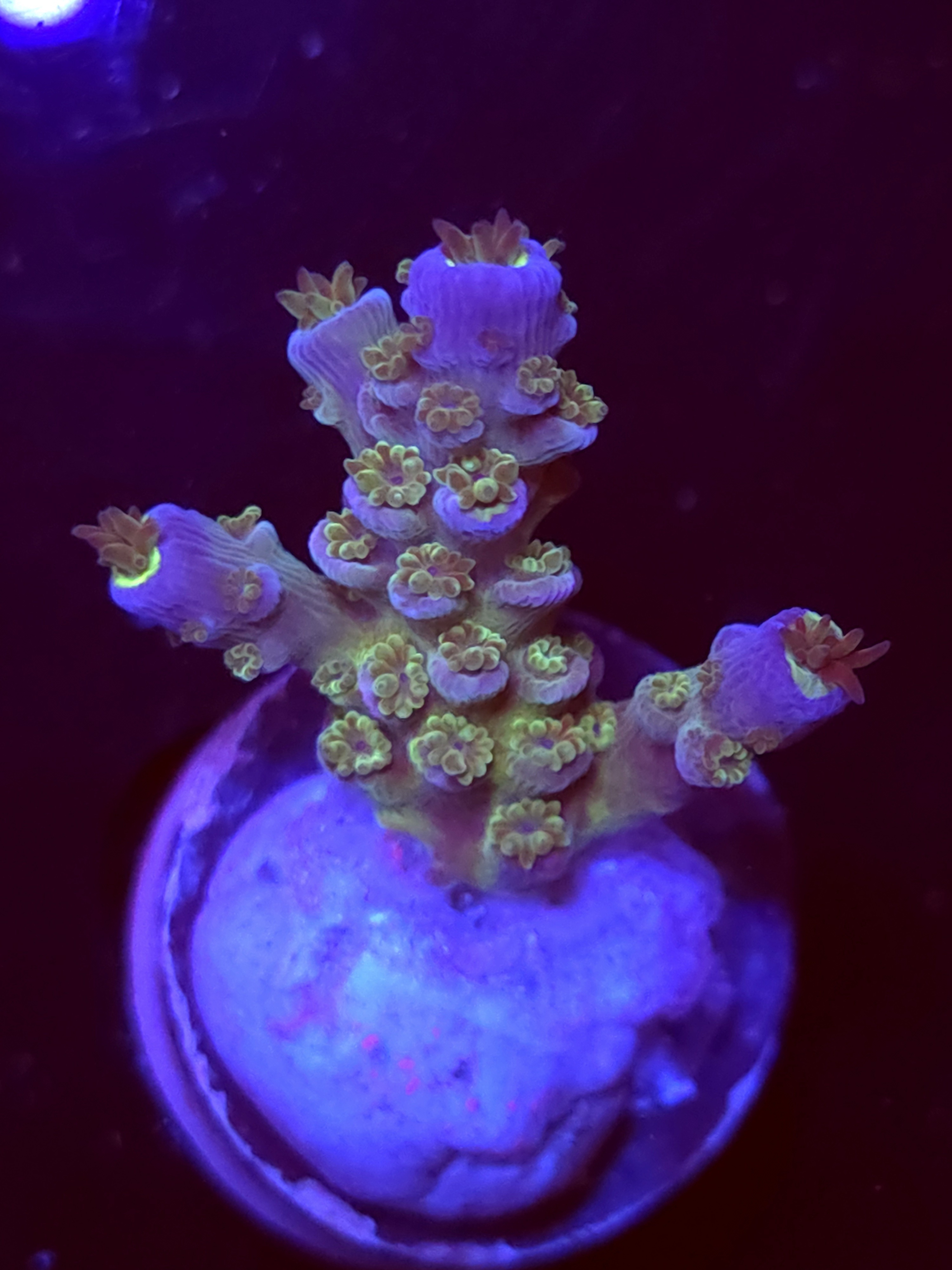 SBB "Mystery Signature" Acro Small 2 Branch