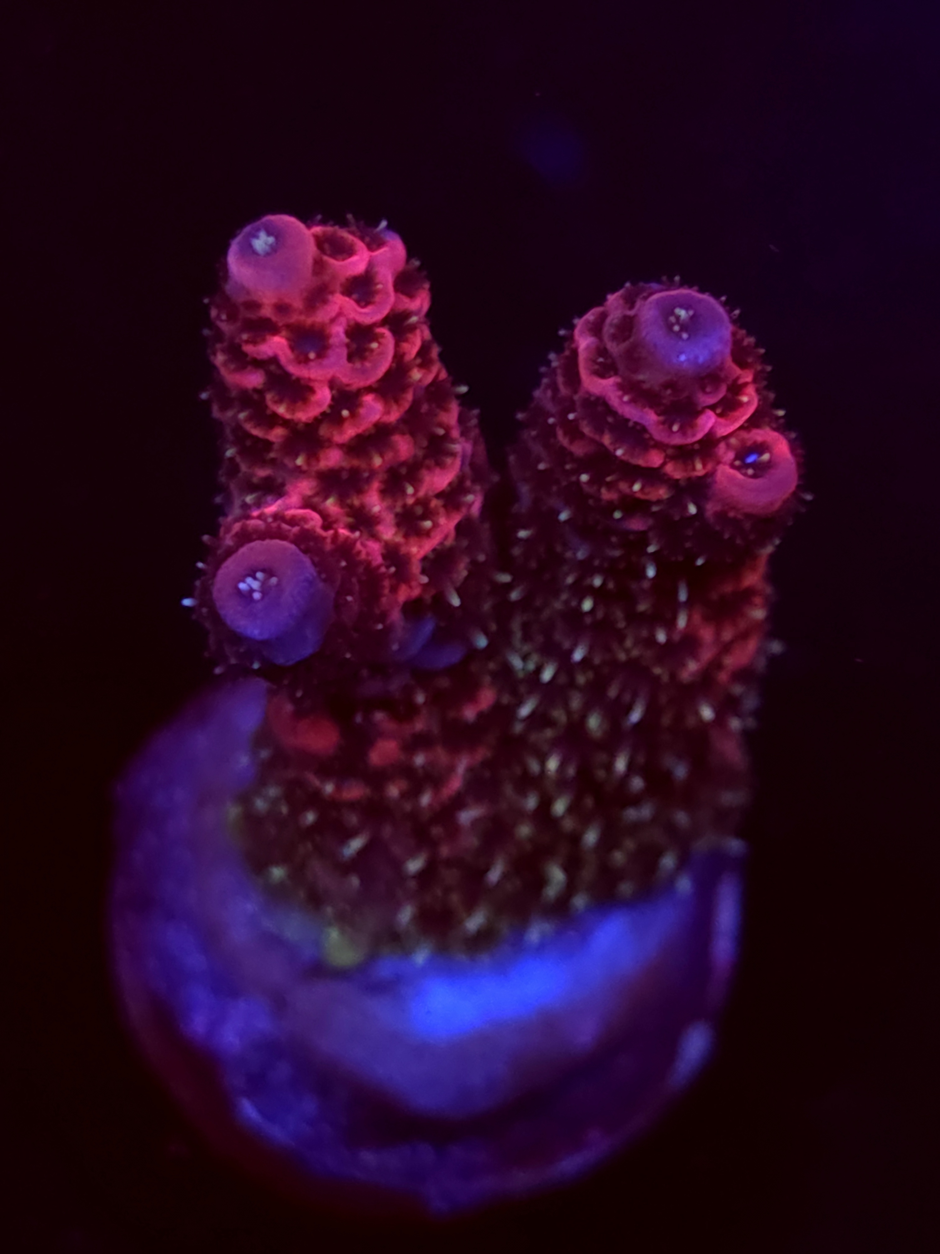 SBB "Skittle Bloom" Acro Medium 2 Branch