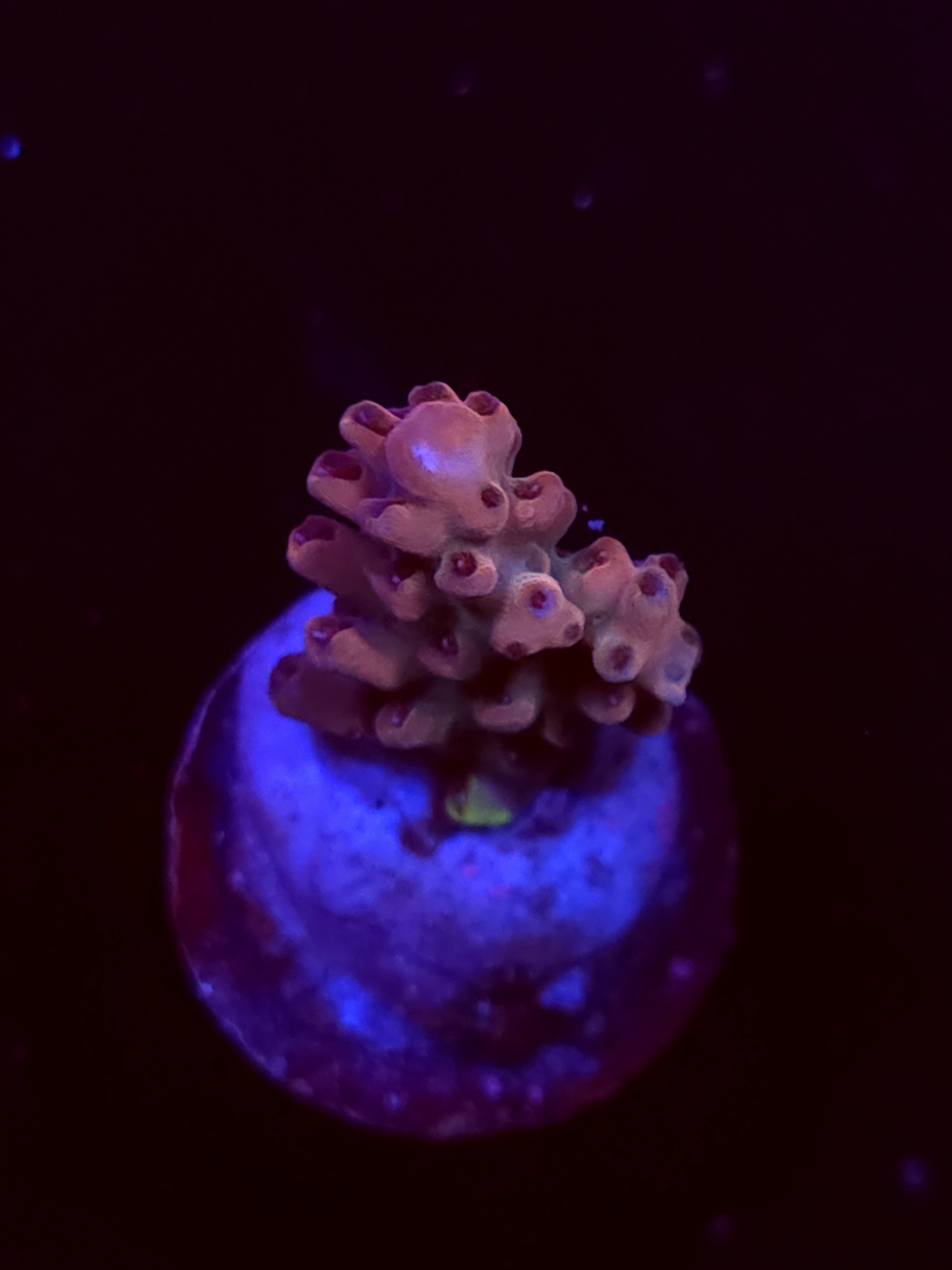 SBB "Ripple Rainbow" Acro Small Branch