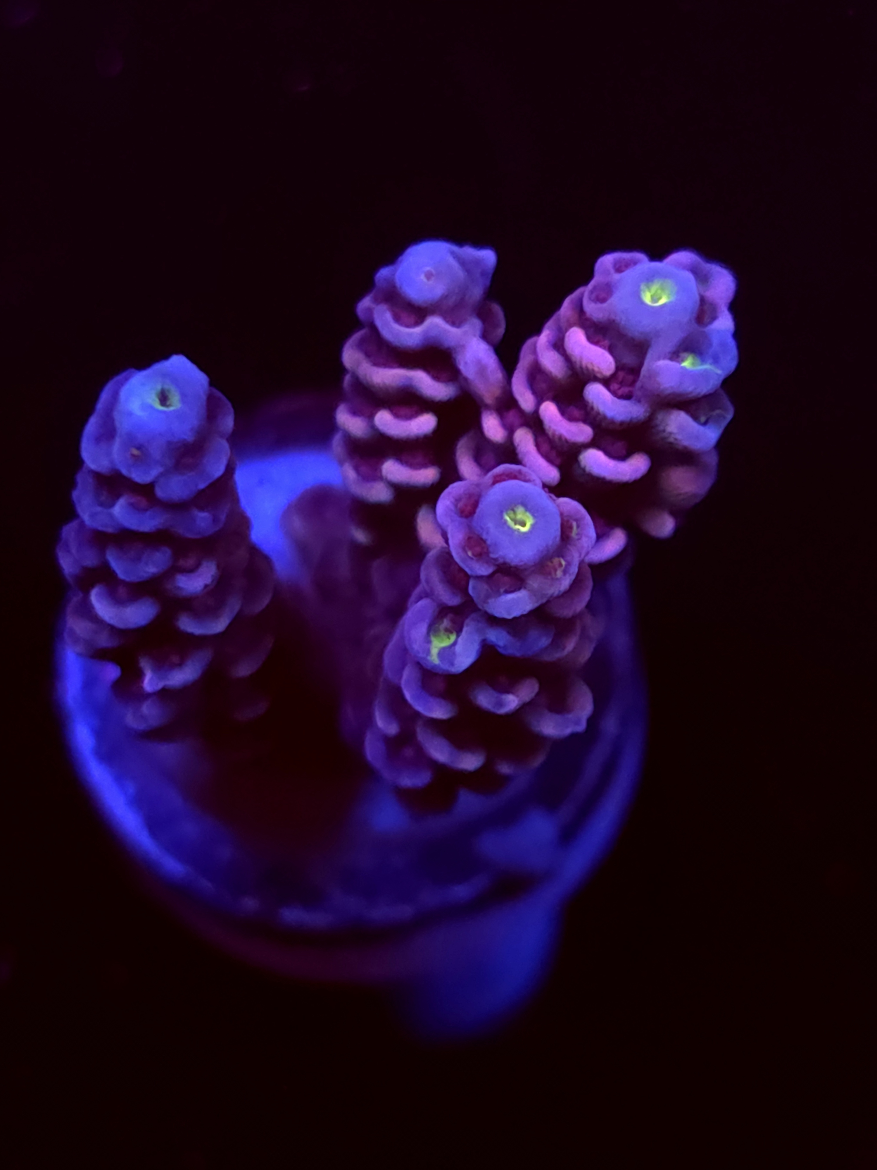 SBB "Mystery Signature" Acro Medium 3 Branch