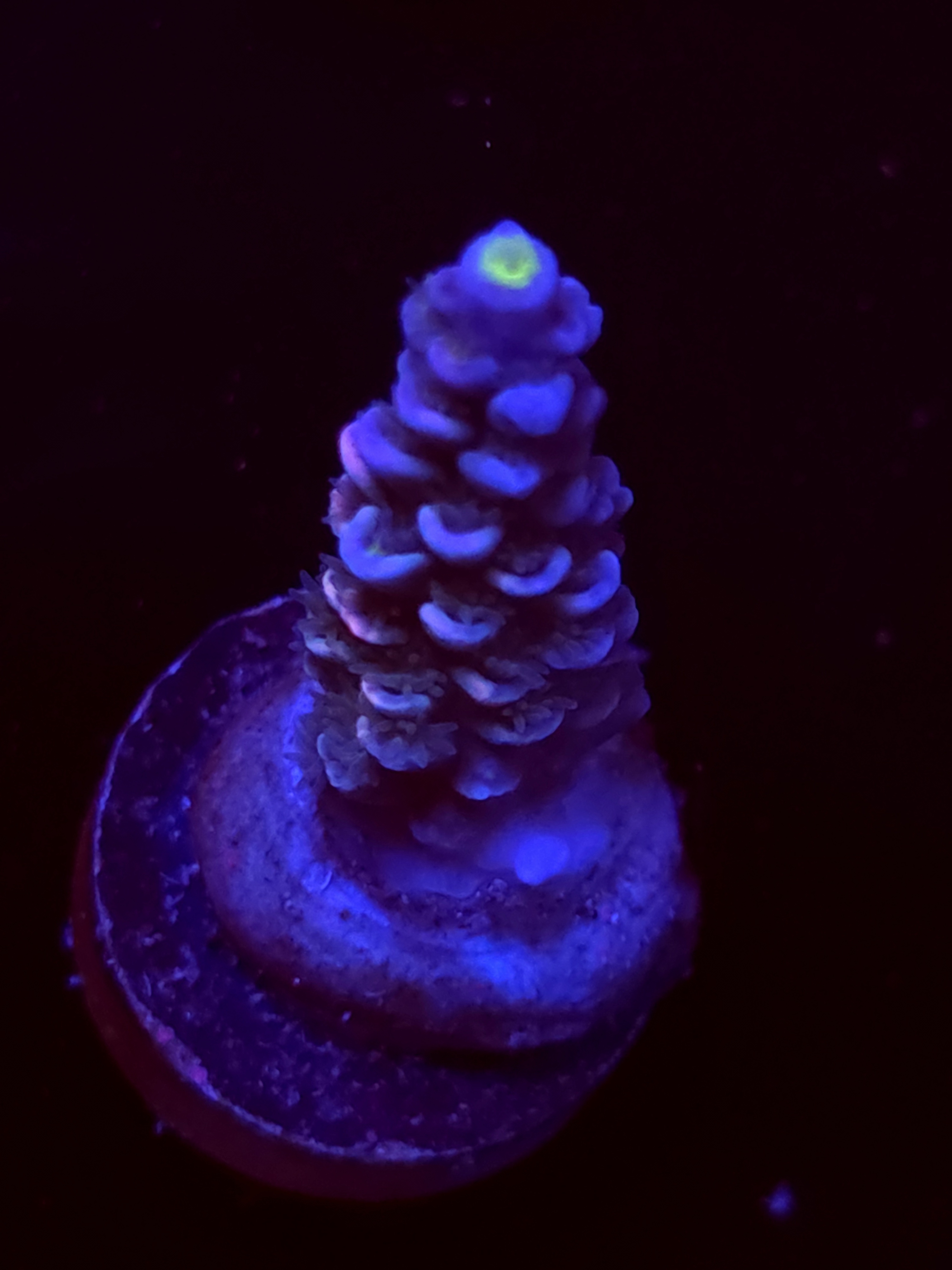 SBB "Nougat" Acro Medium Branch