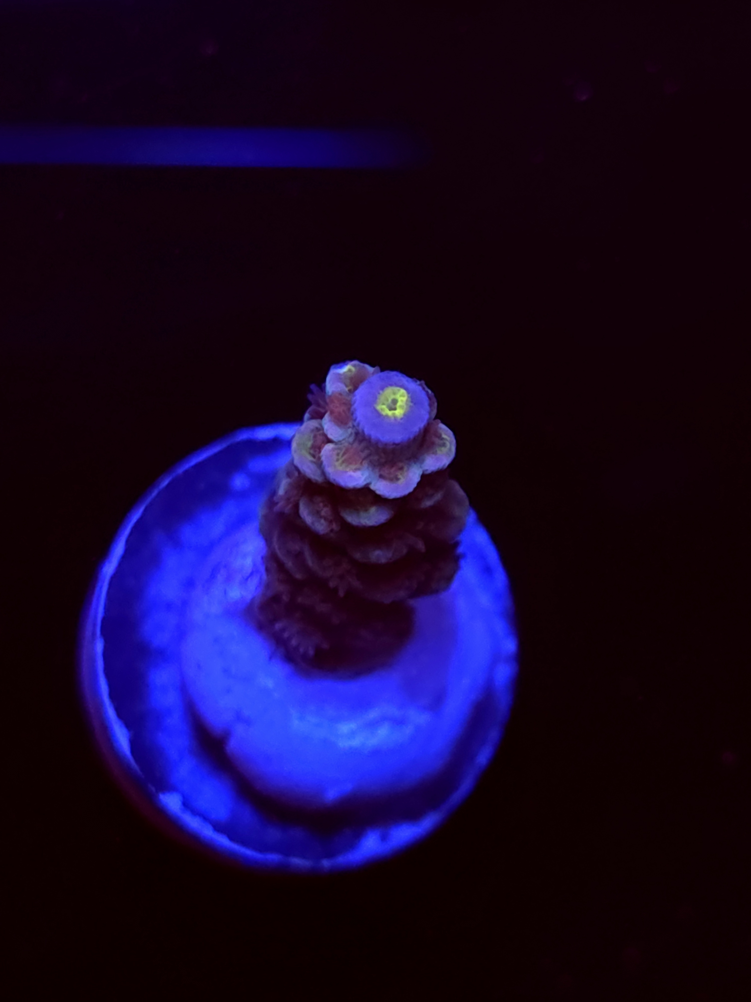 SBB "Jamba Juice" Acro Small Branch