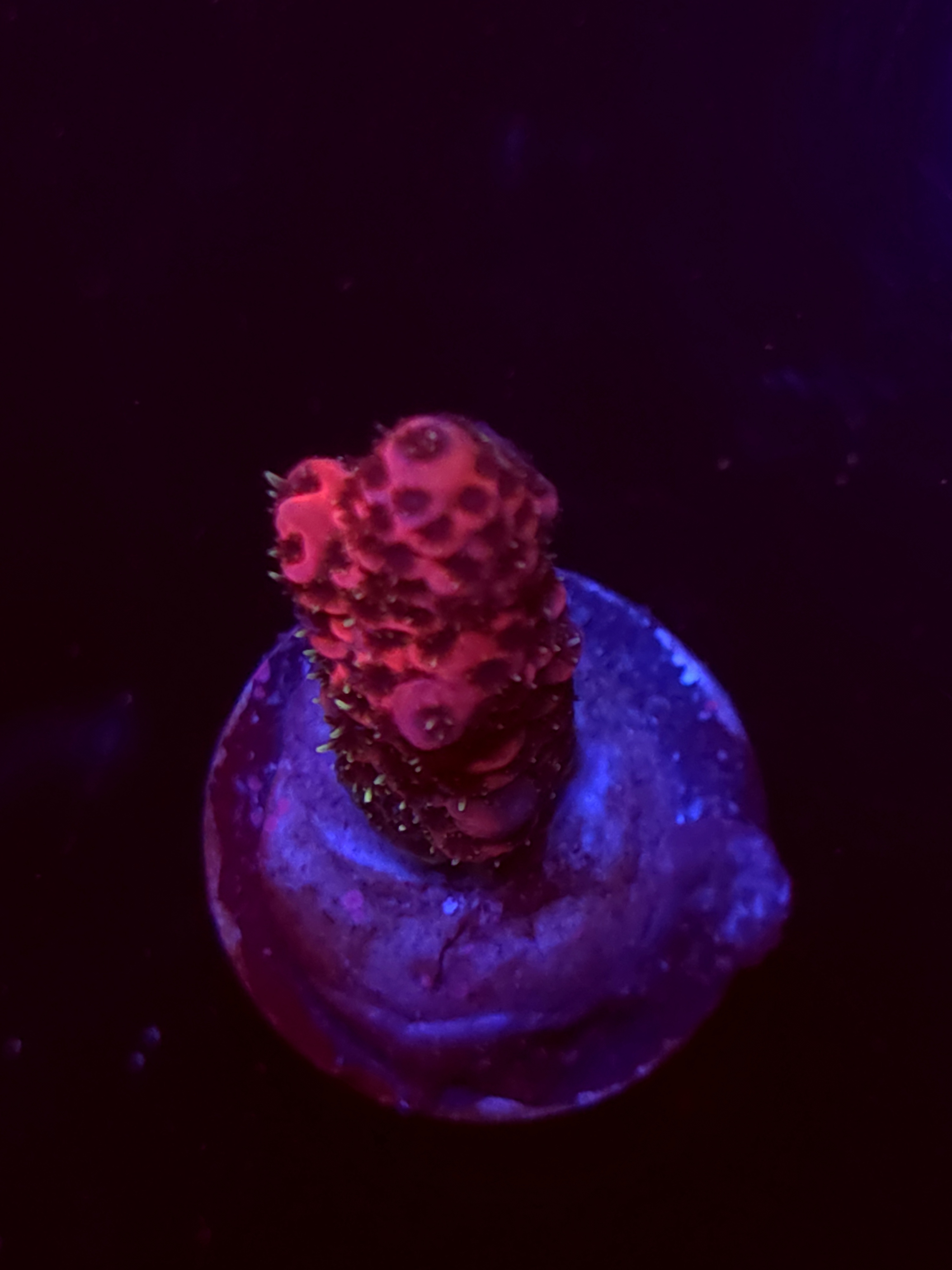 SBB "Mystery Signature" Acro Medium Branch