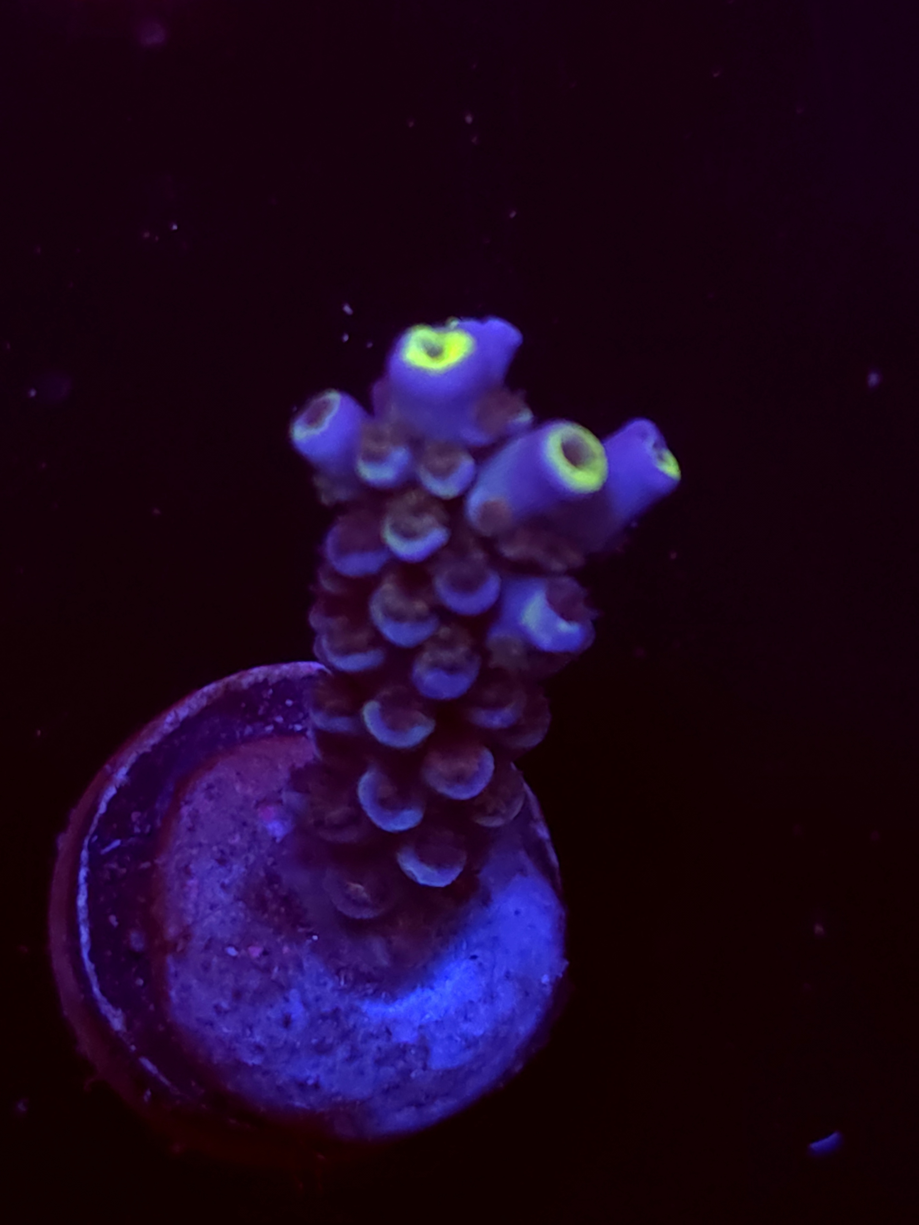 SBB "Mystery Signature" Acro Medium Branch