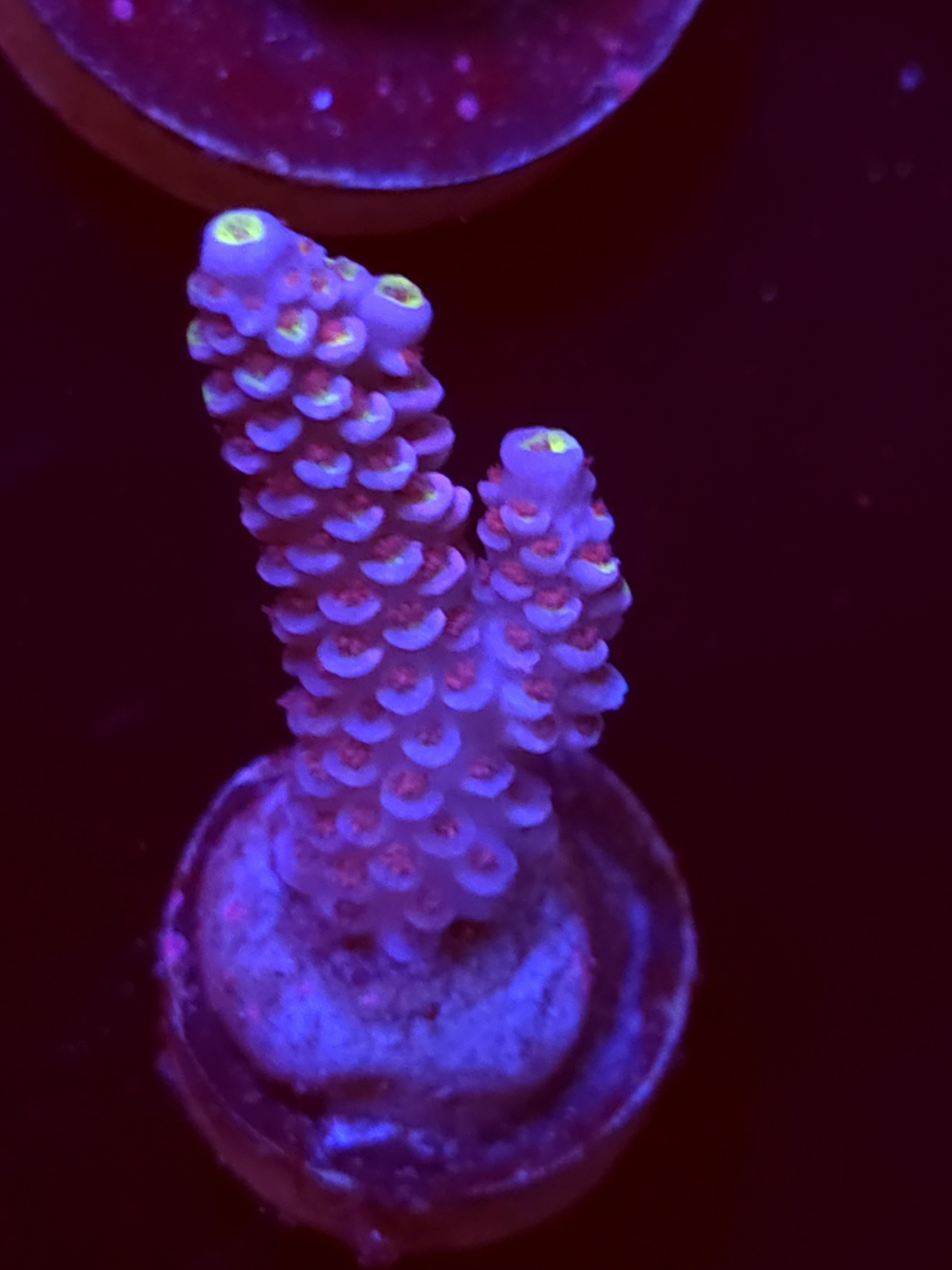 SBB "Prism Puff" Acro Medium Branch