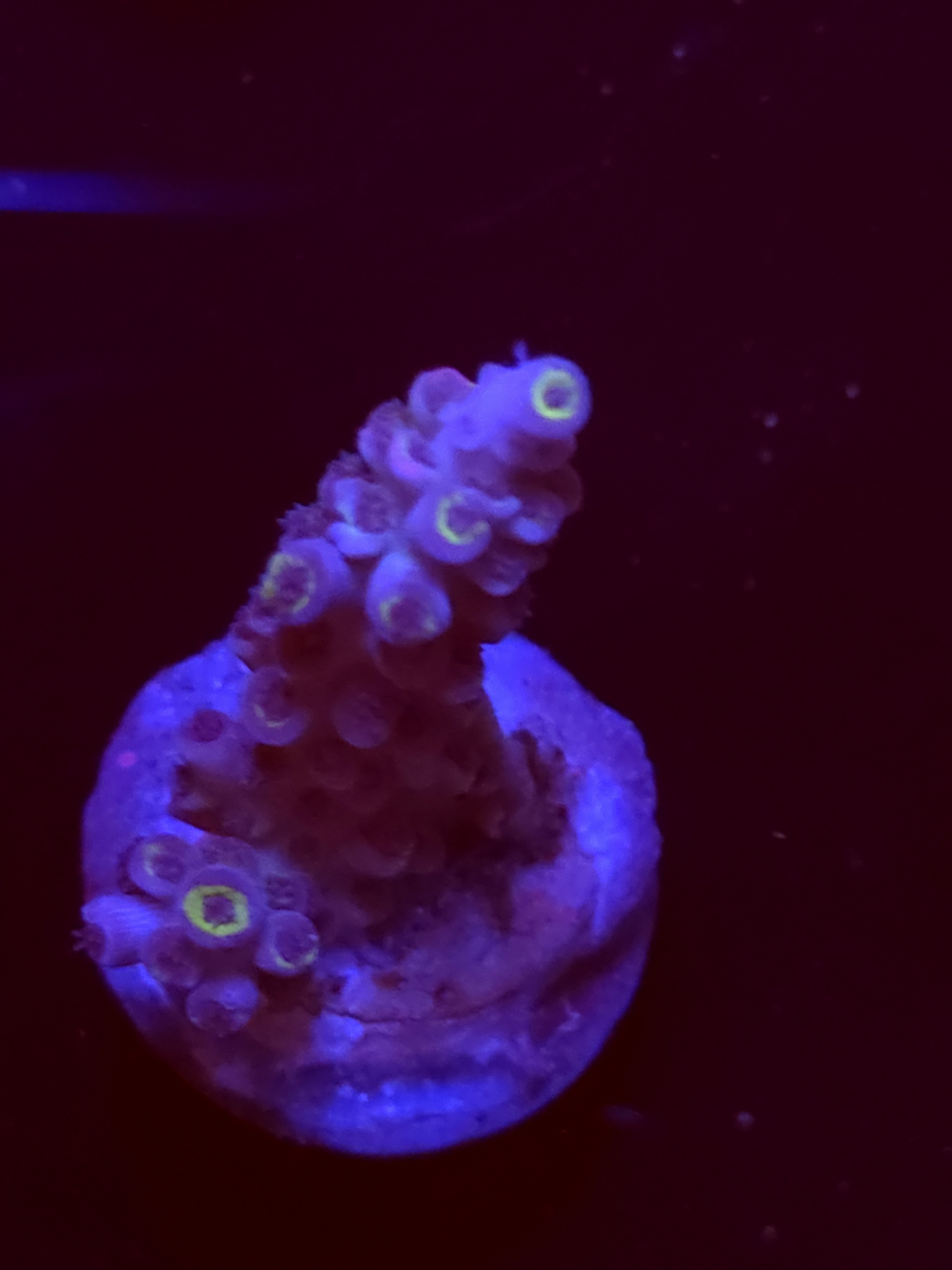 SBB "Mystery Signature" Acro Medium 2 Branch