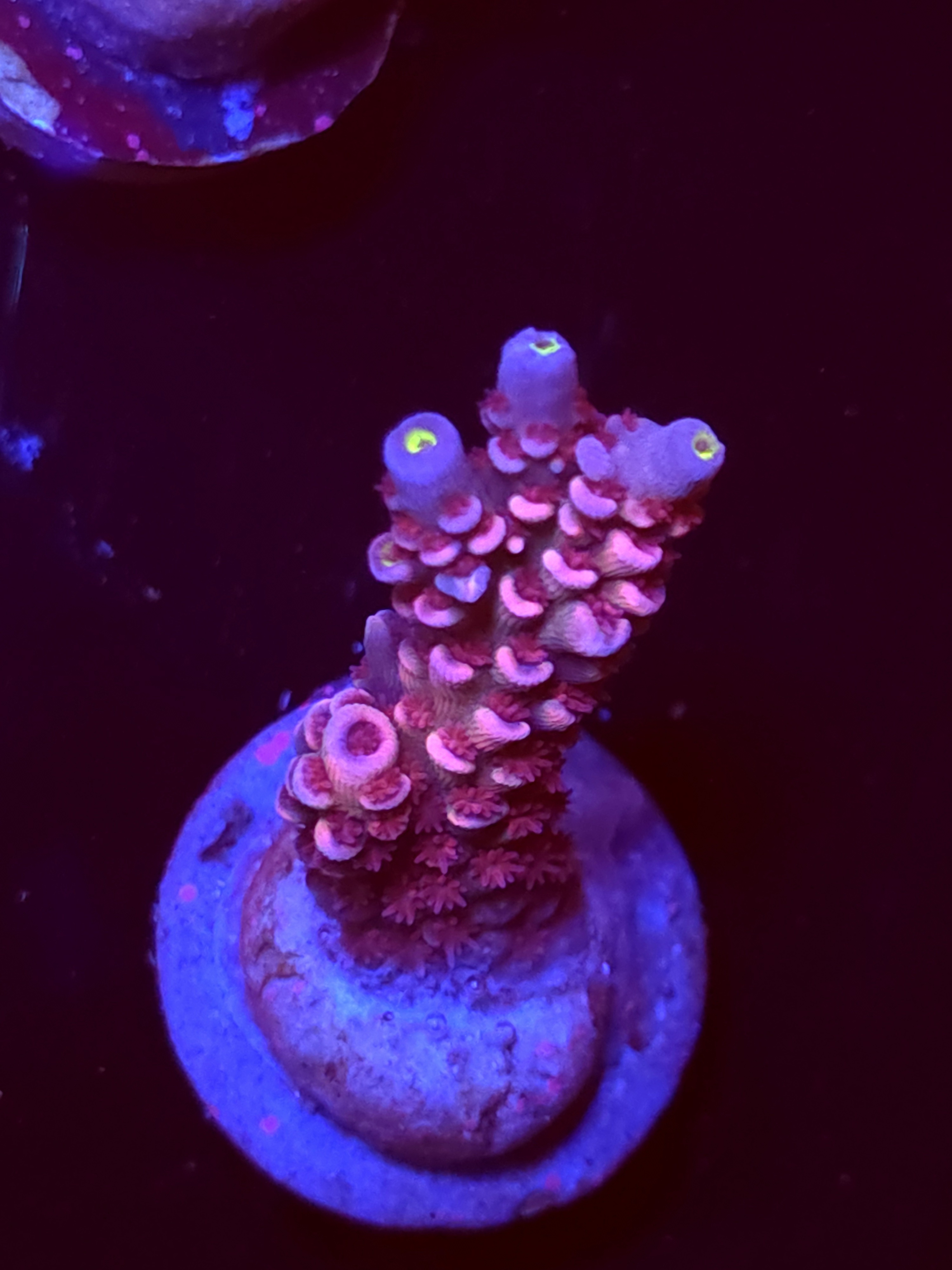 SBB "Candy Flux" Acro Medium Branch