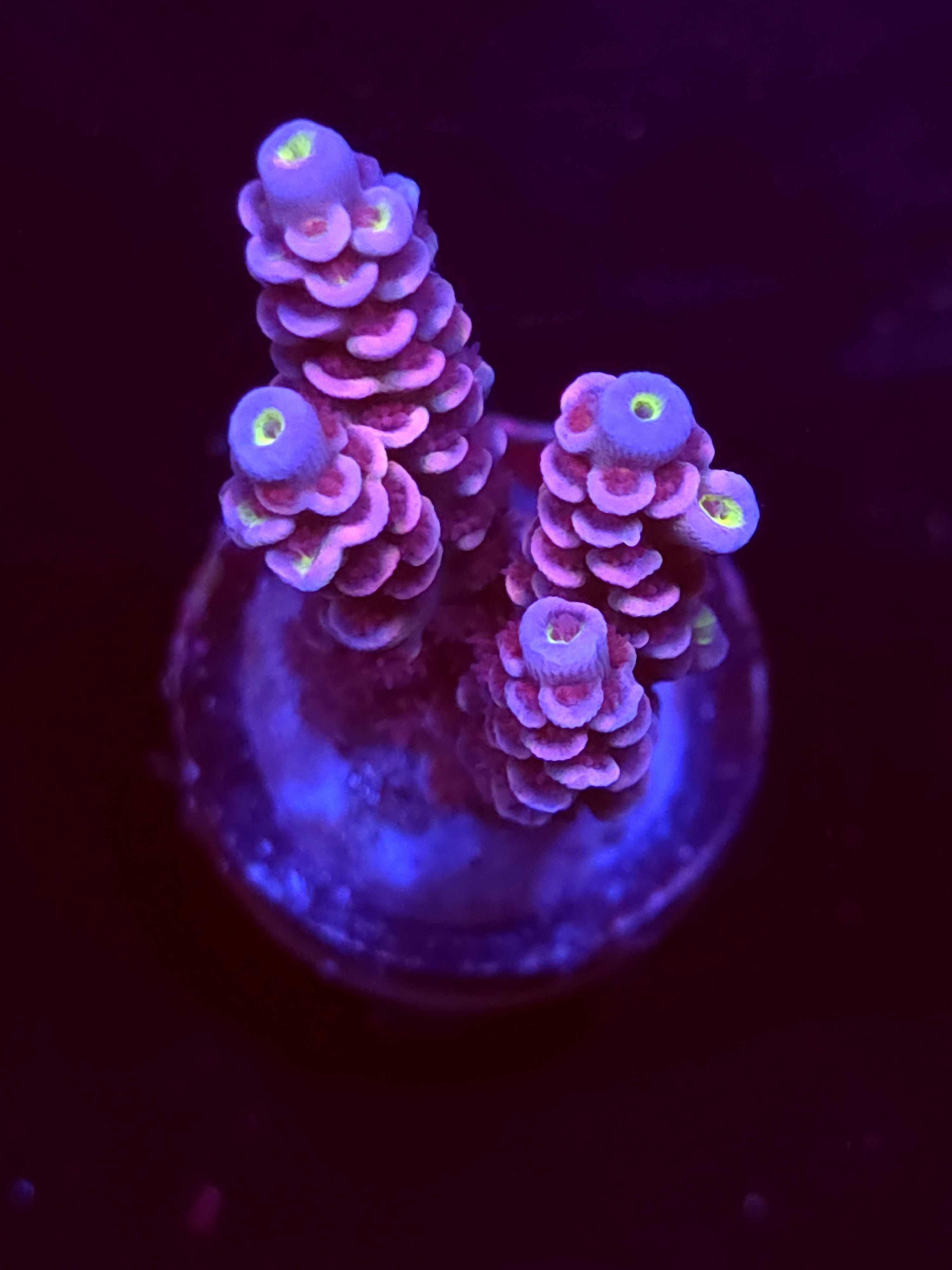 SBB "Mystery Signature" Acro Medium 2 Branch