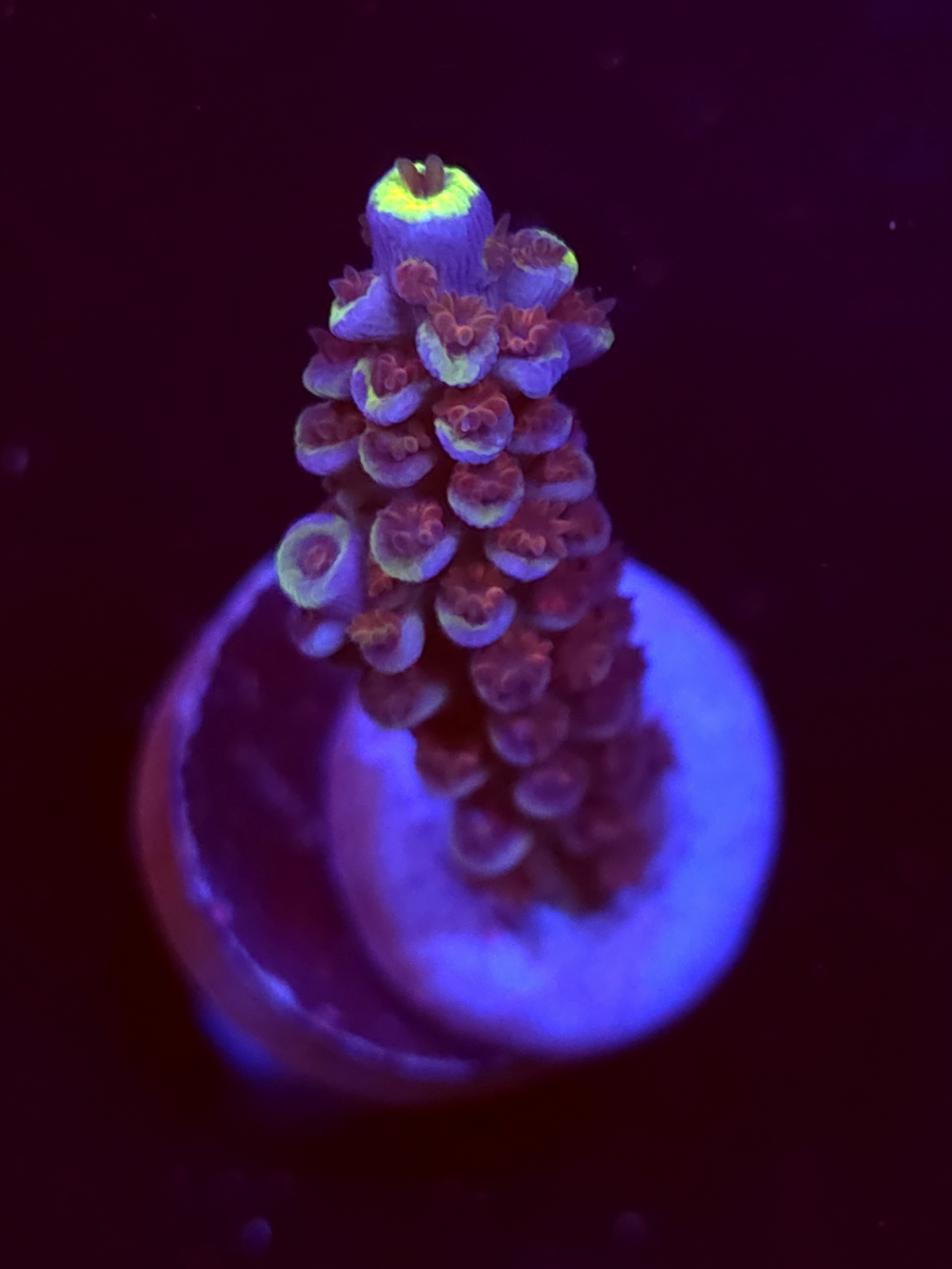 SBB "Candy Aurora" Acro Medium Branch