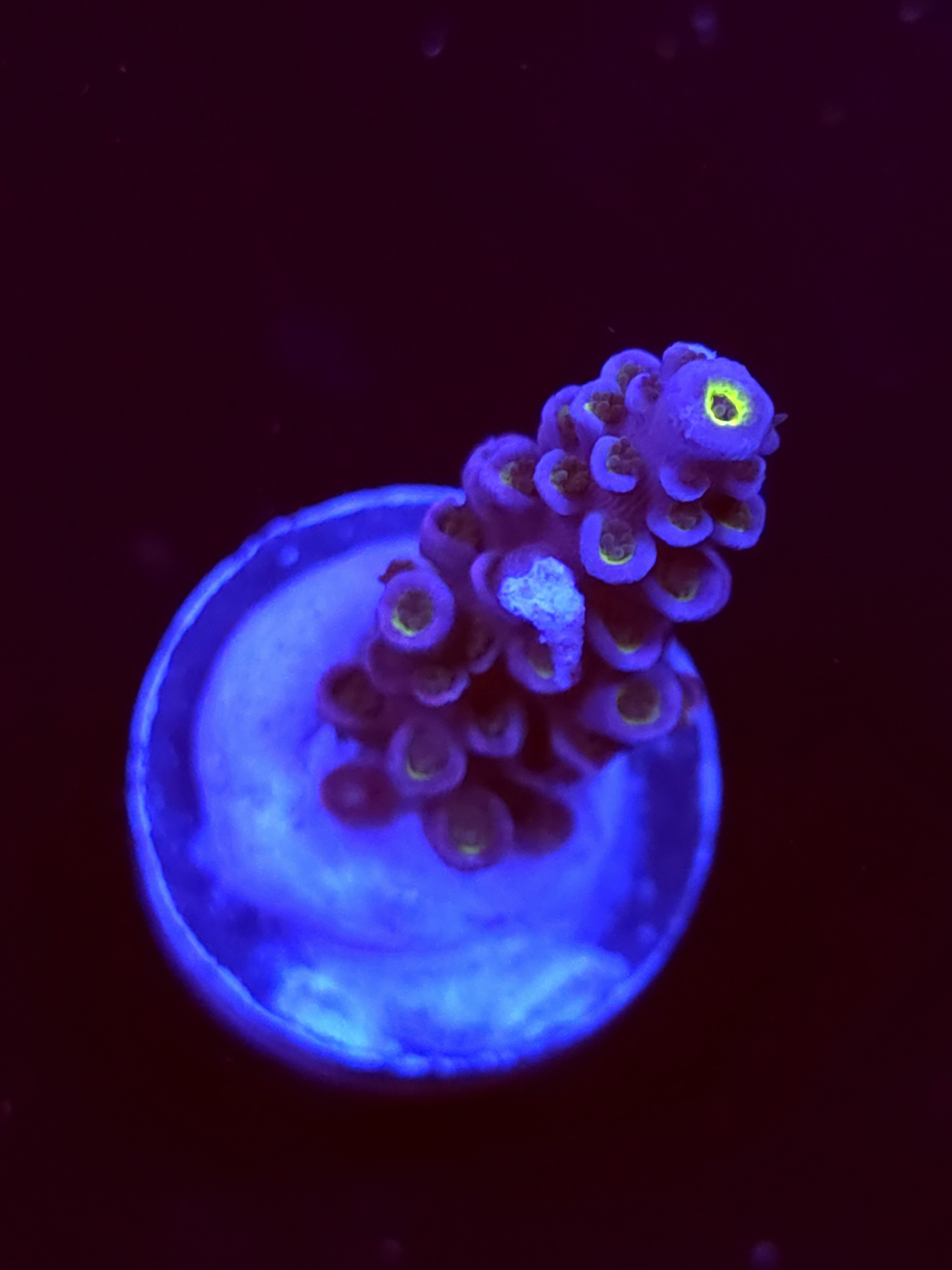 SBB "Pink Plasma" Acro Small Branch