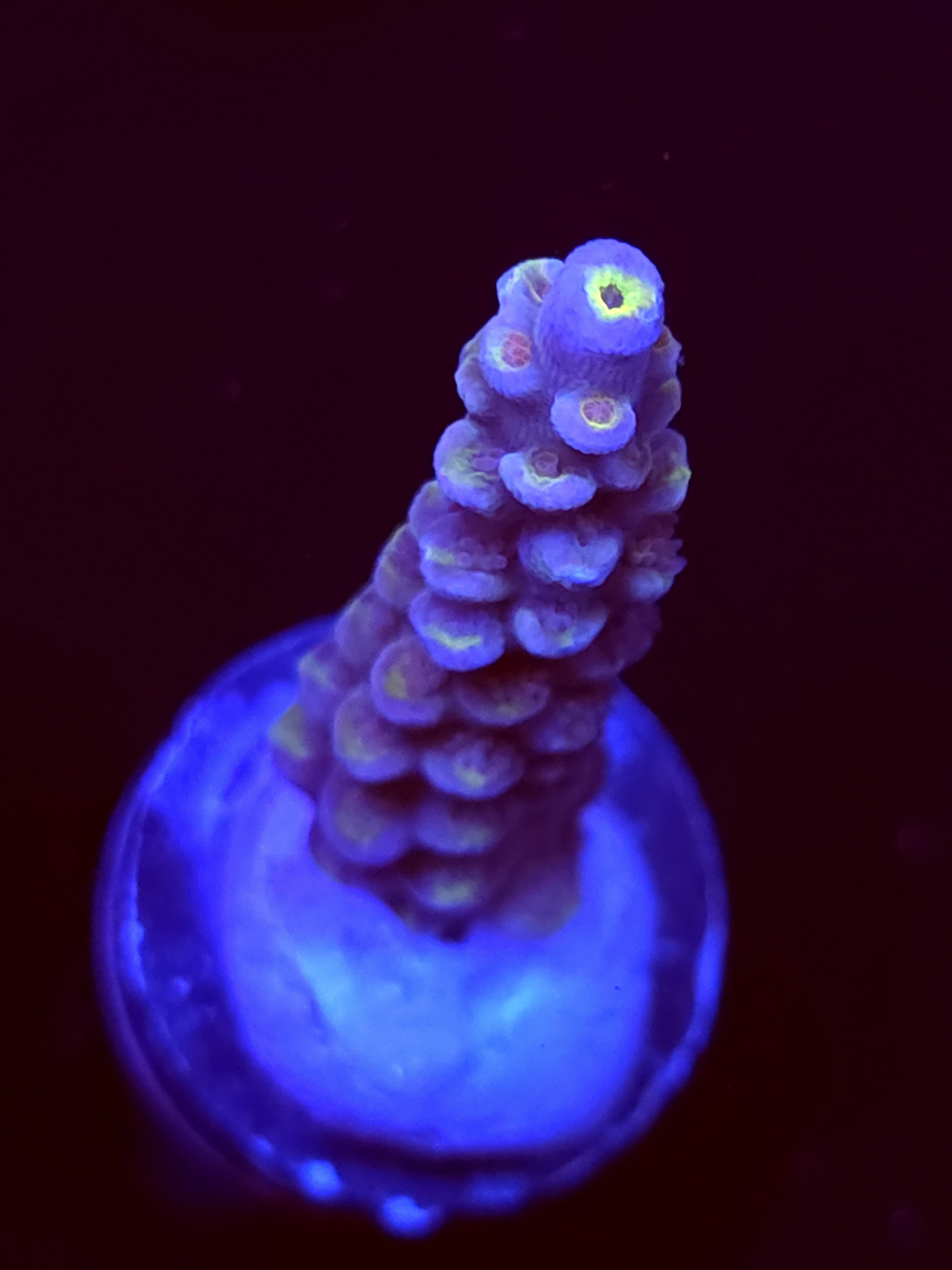 SBB "Jamba Juice" Acro Medium Branch