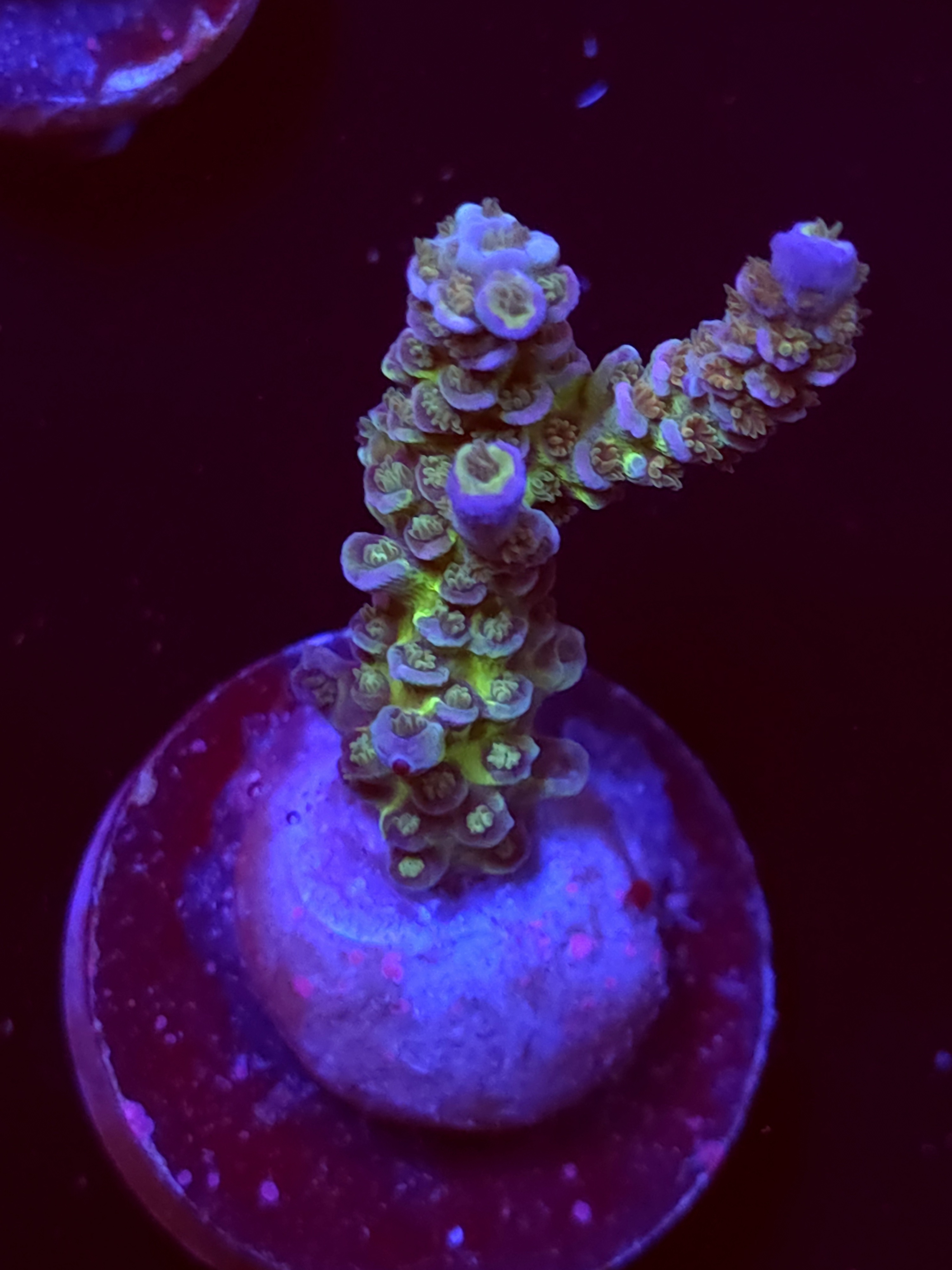 SBB "Sugar Spectrum" Acro Large Colony