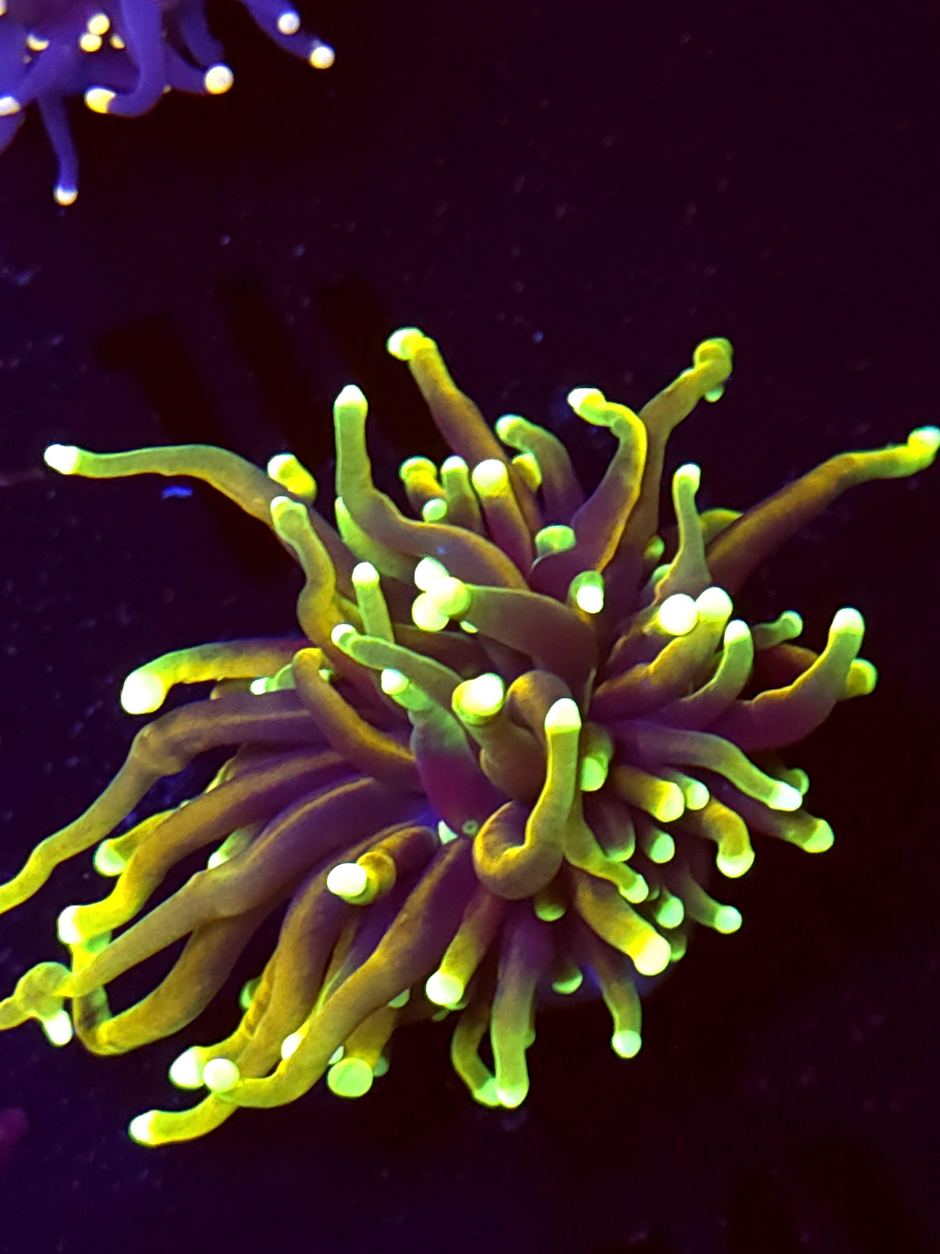 SBB " Dragon Soul' Torch