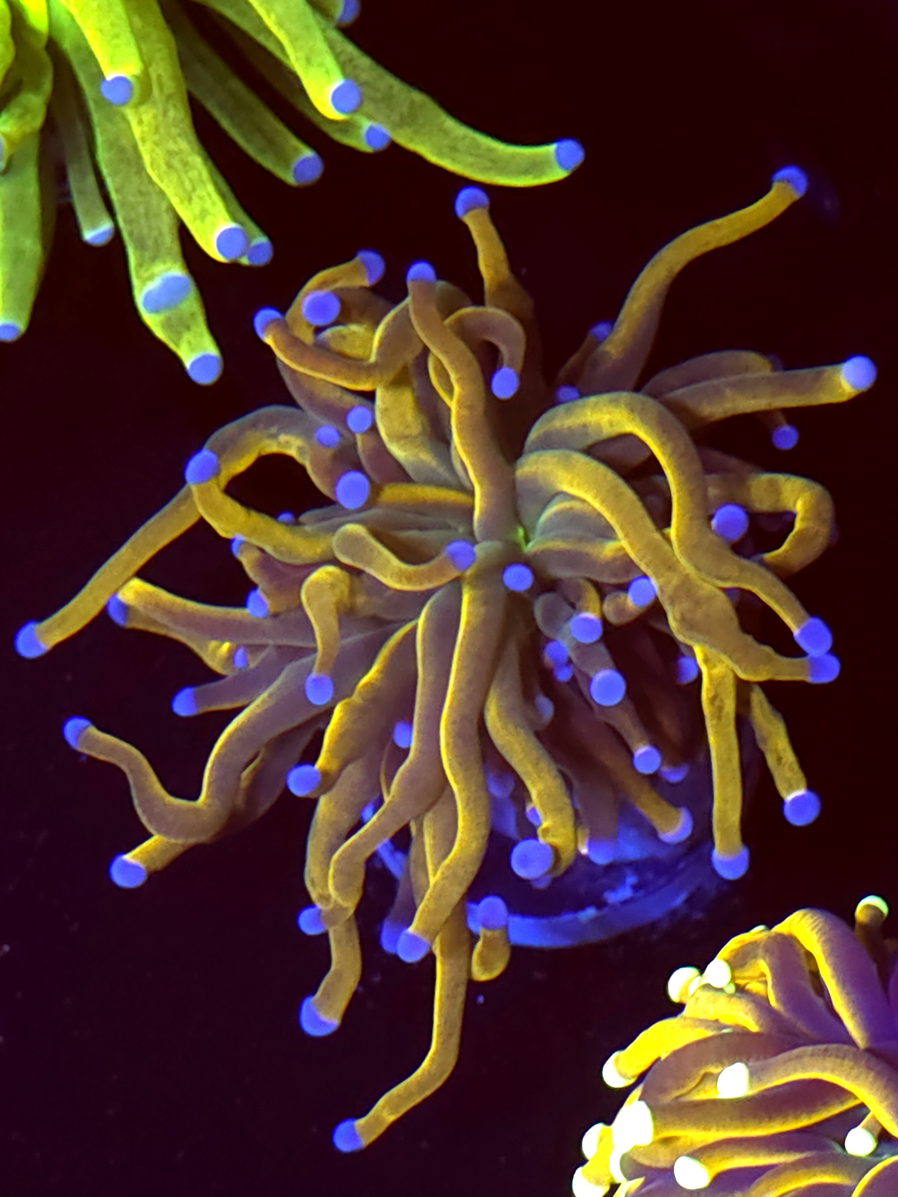 SBB " Gold Pool" Torch