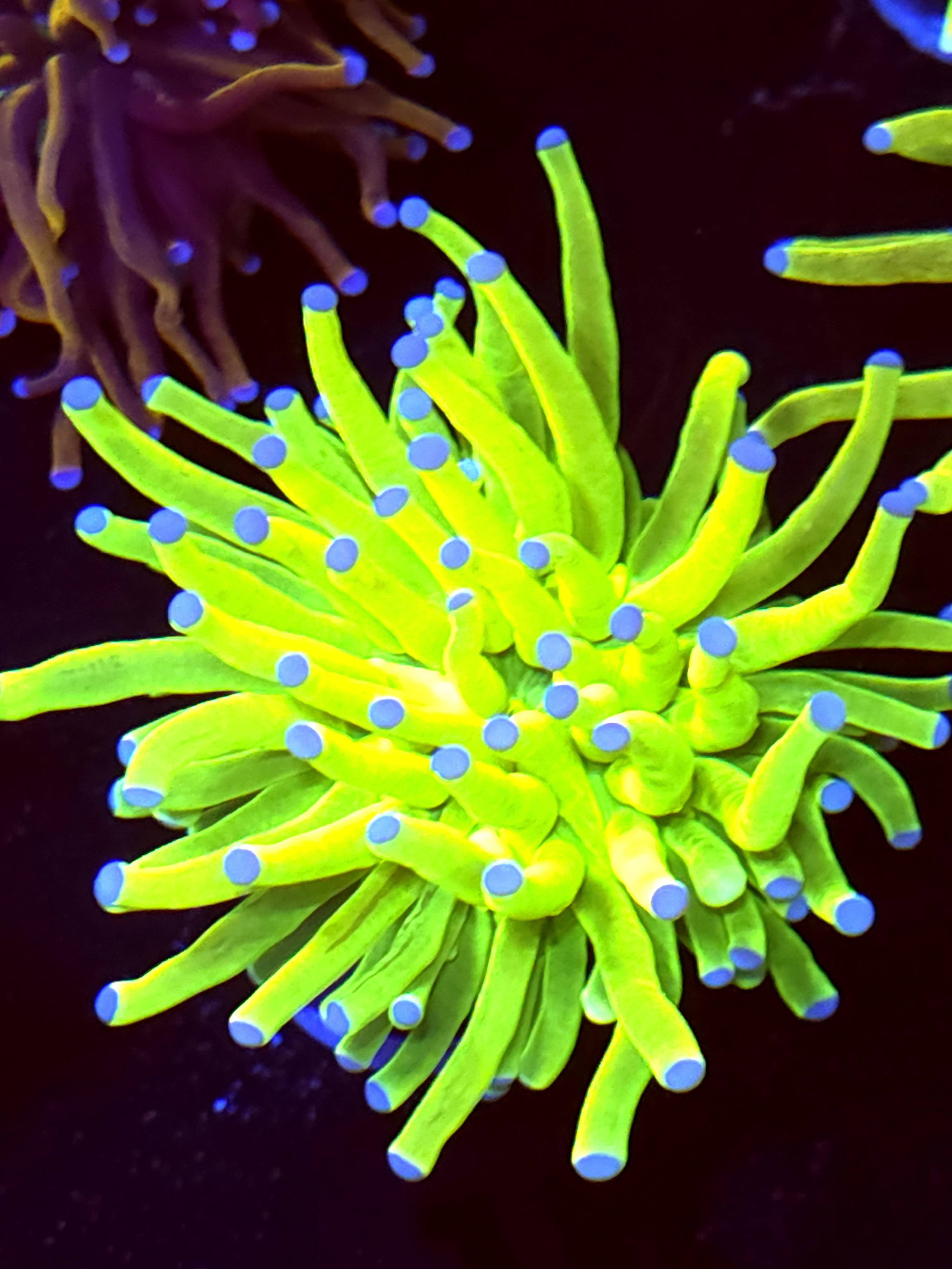 SBB "Bright Af" Holy Grail Torch