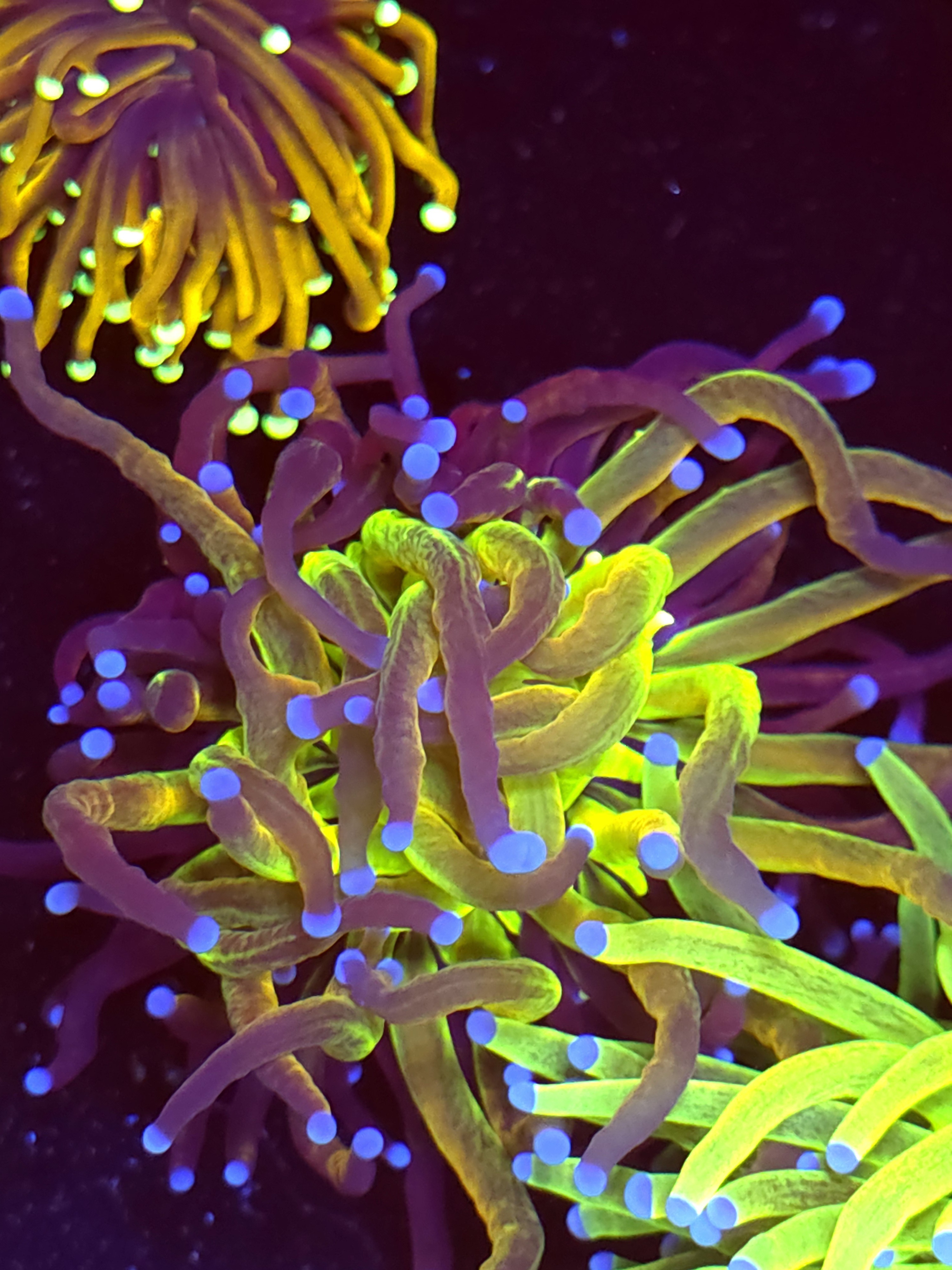 SBB " Triple graft" Torch