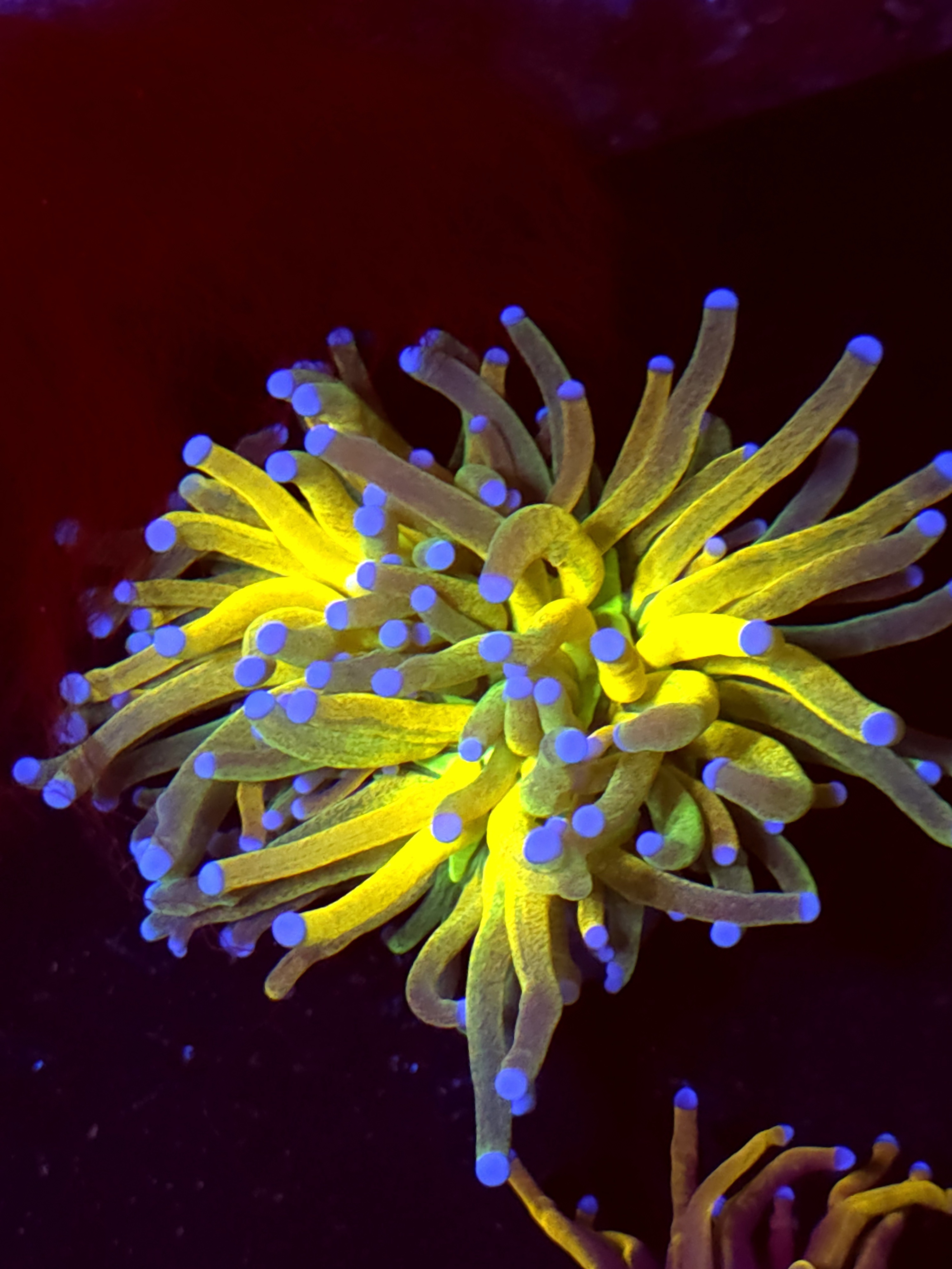 SBB " Glitter Tiger" Torch