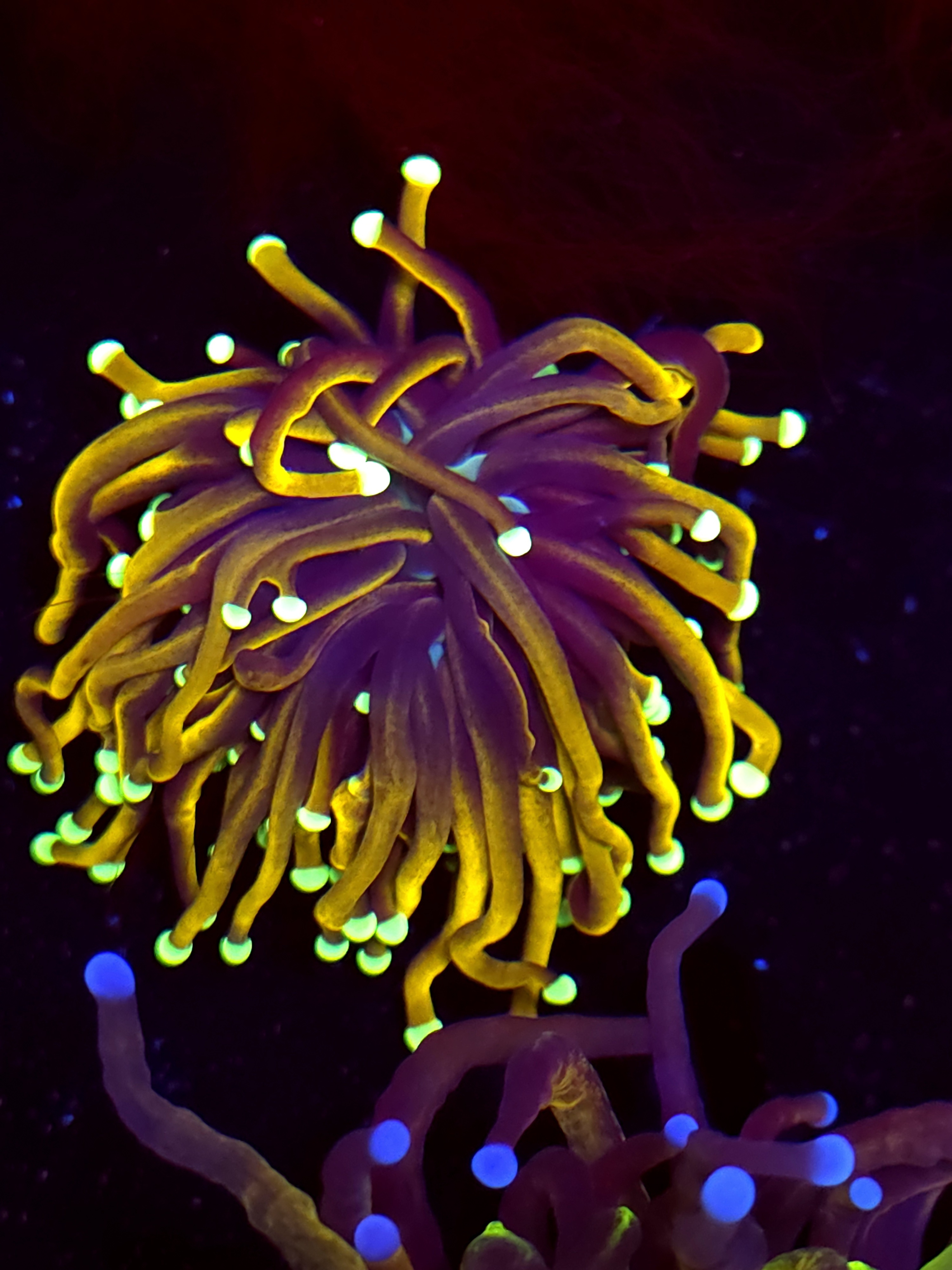 SBB " Dr Strange' Torch