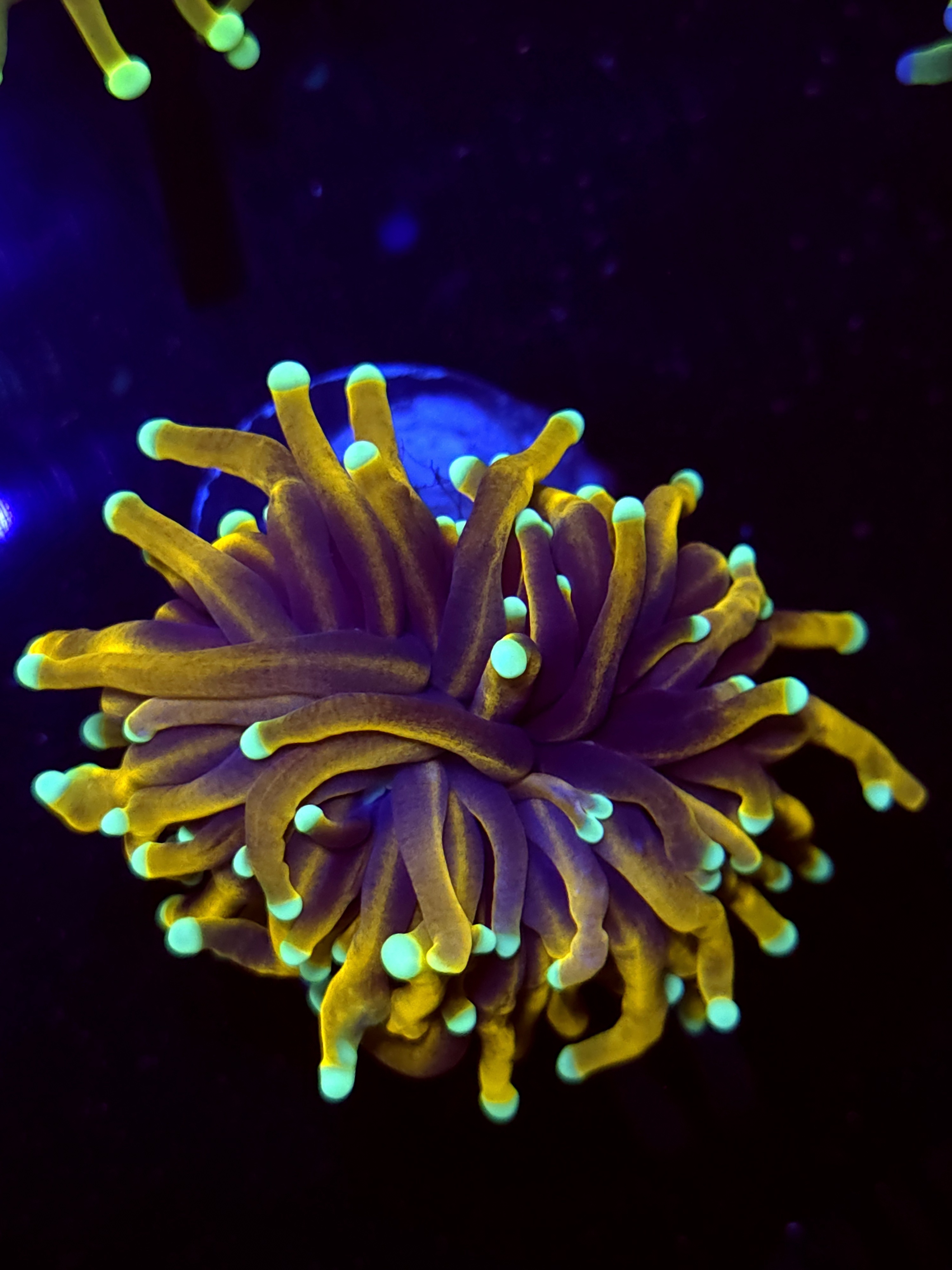 SBB " Dr Strange' Torch