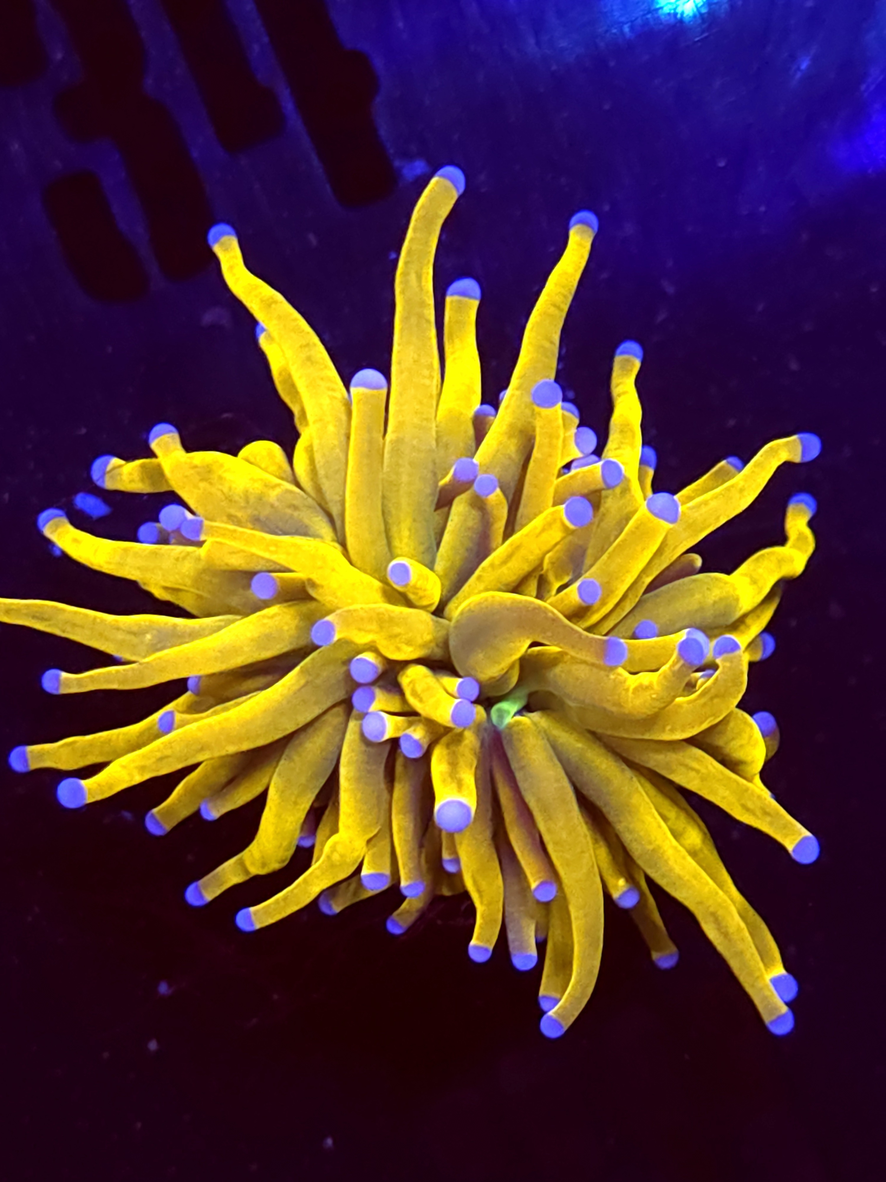 SBB " Yellow God" Torch HG