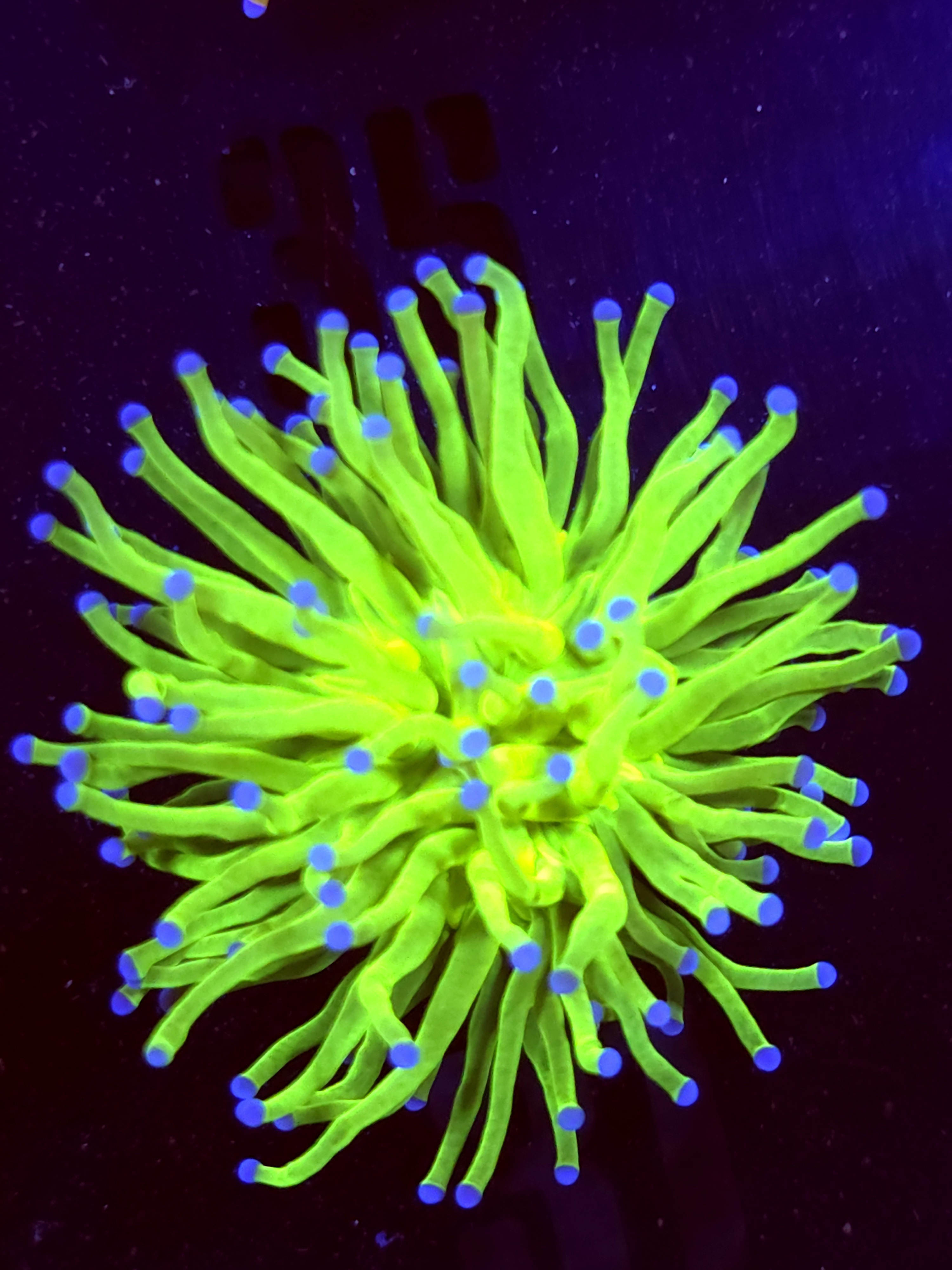 SBB "Bright Af" Holy Grail Torch