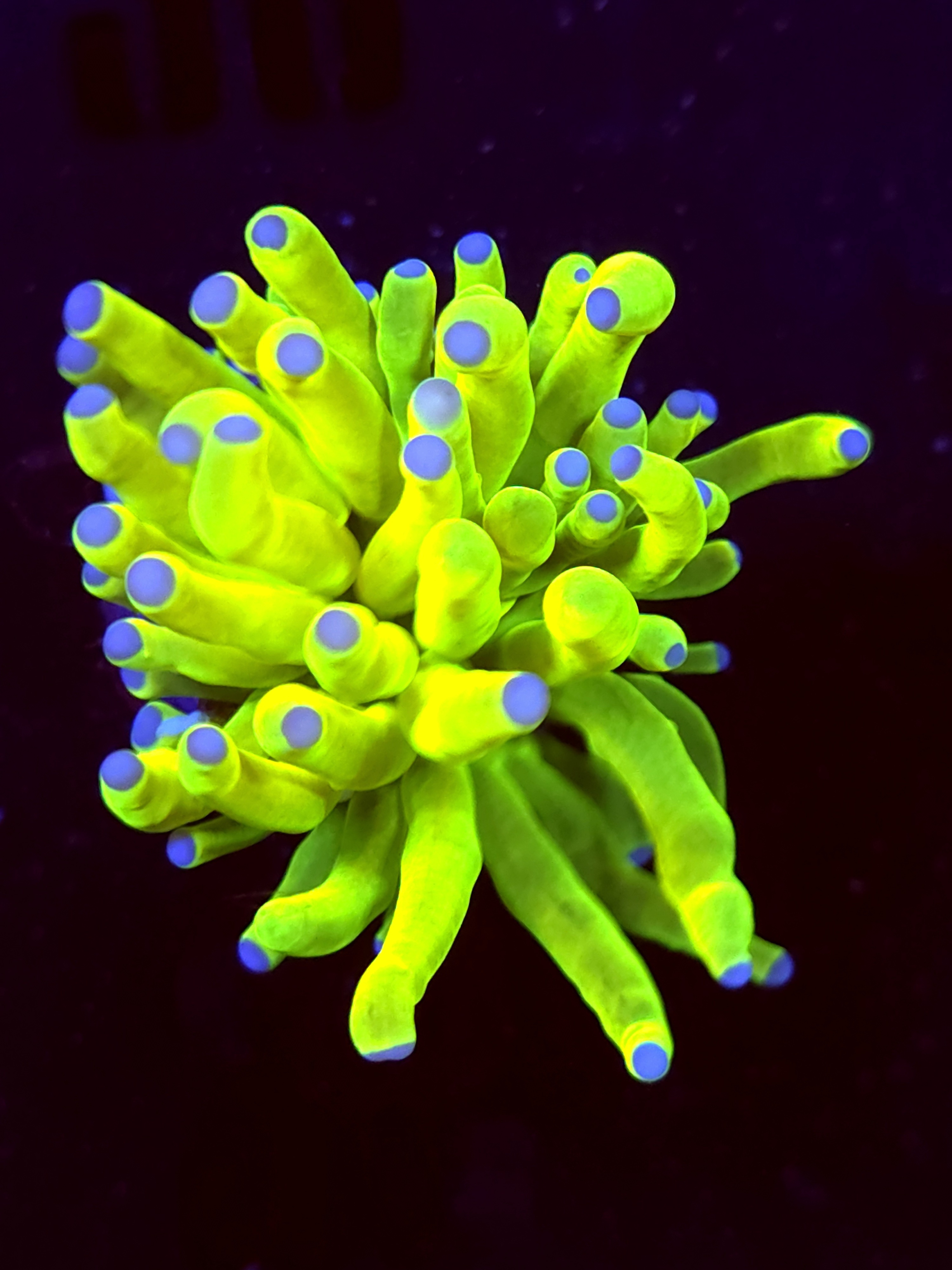 SBB " Bright AF" Holy Grail Torch