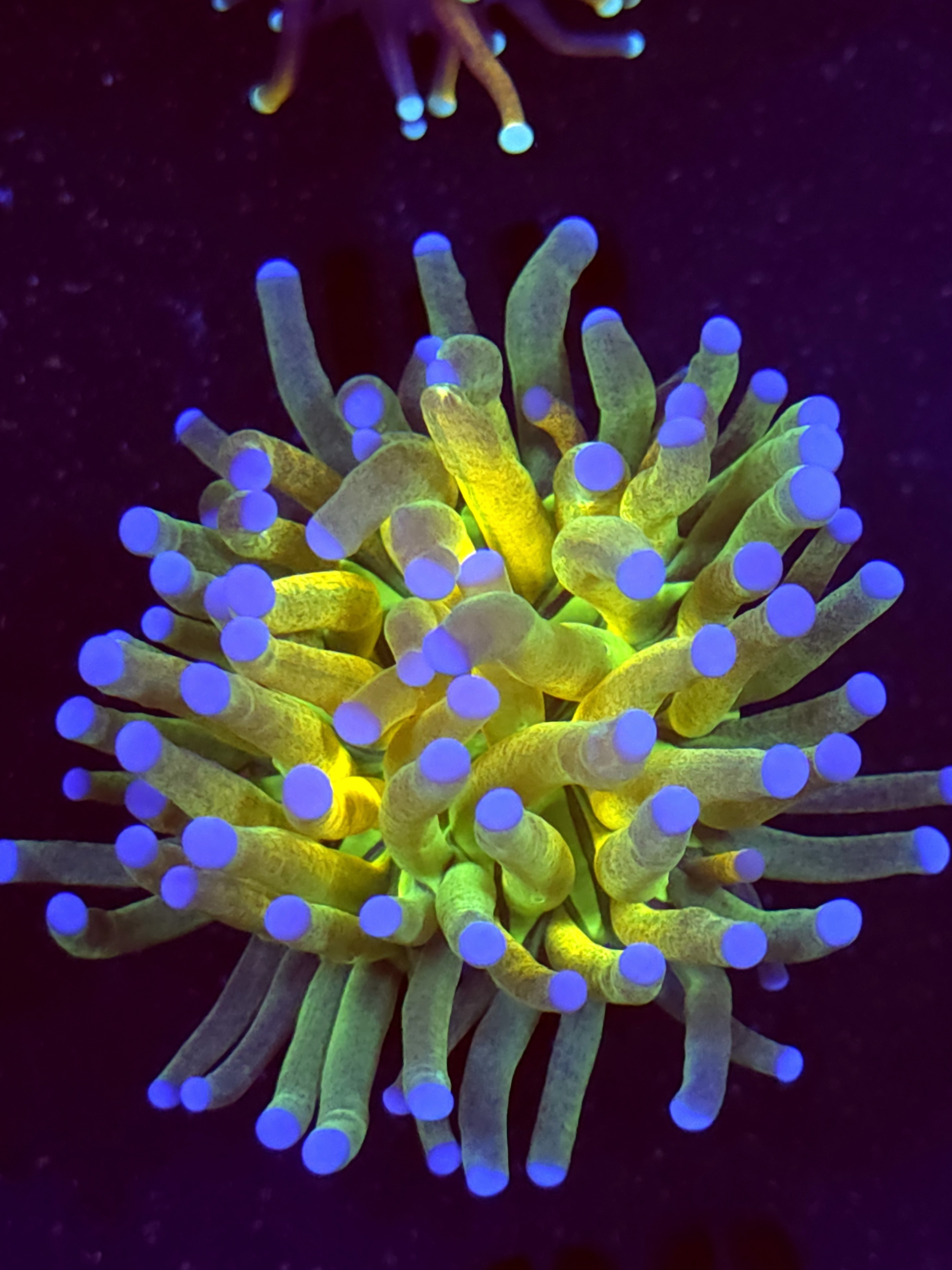 SBB " Glitter Tiger" Torch