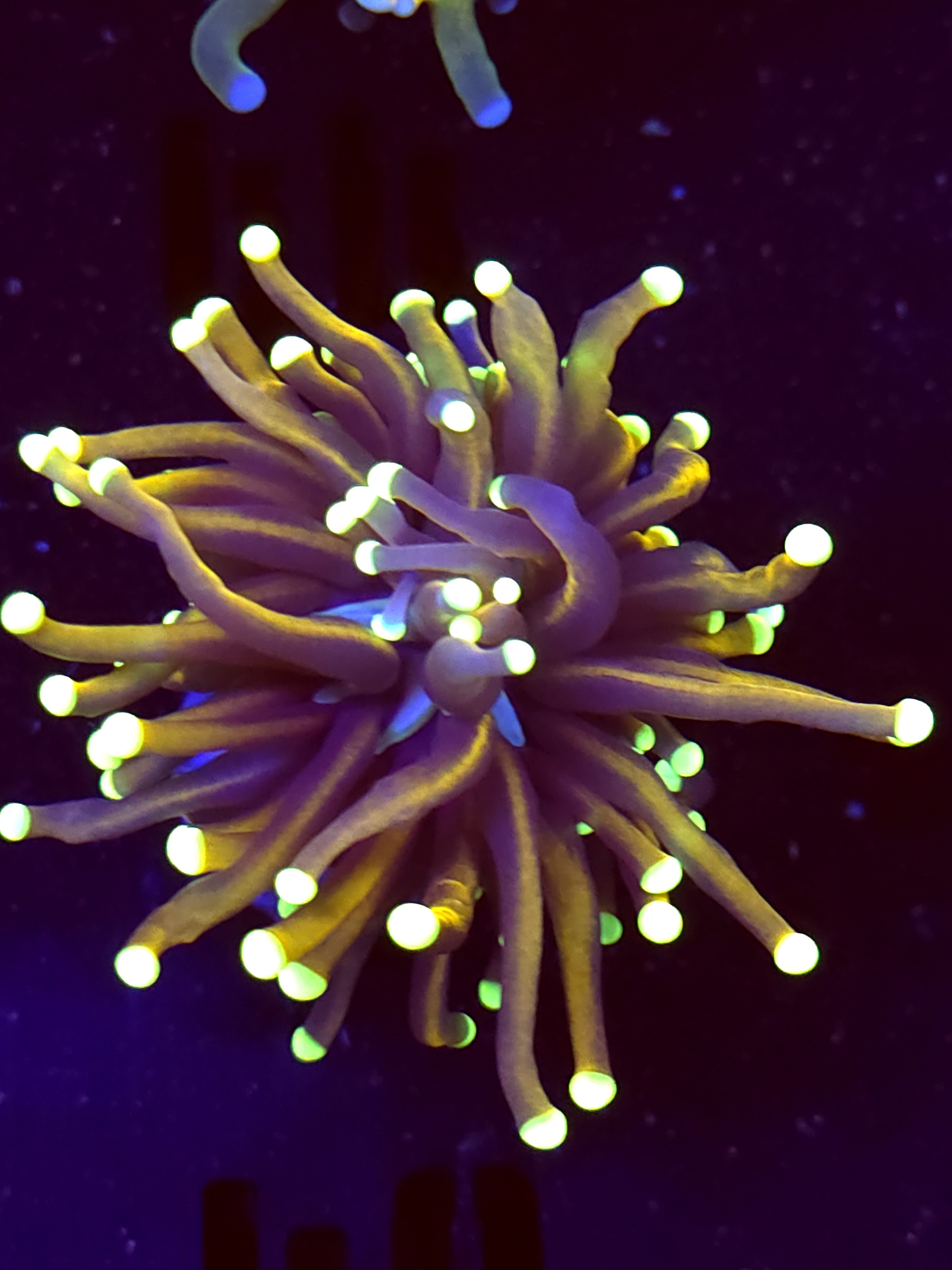 SBB " Dr Strange' Torch