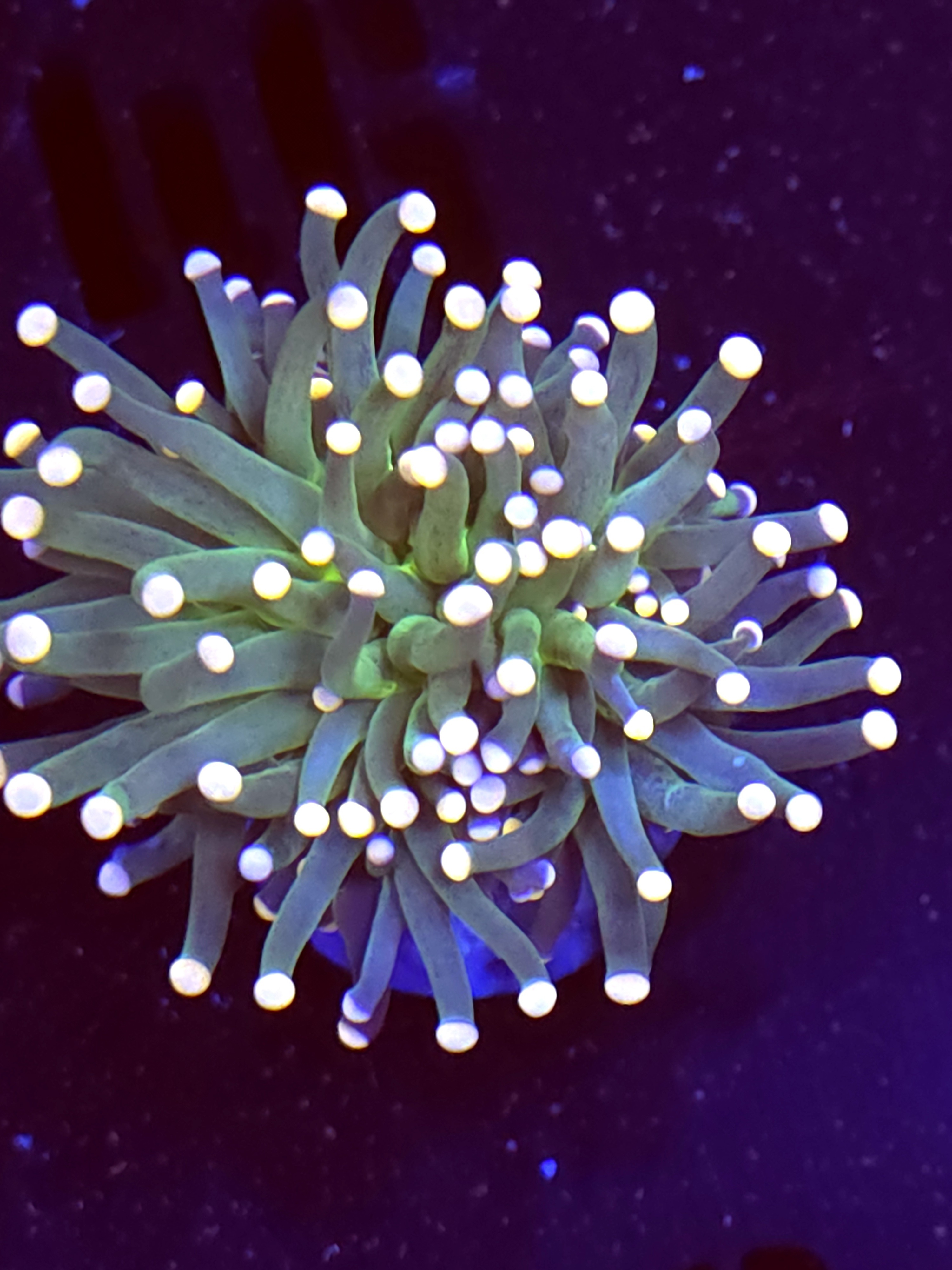 SBB "Artic Jade" Torch