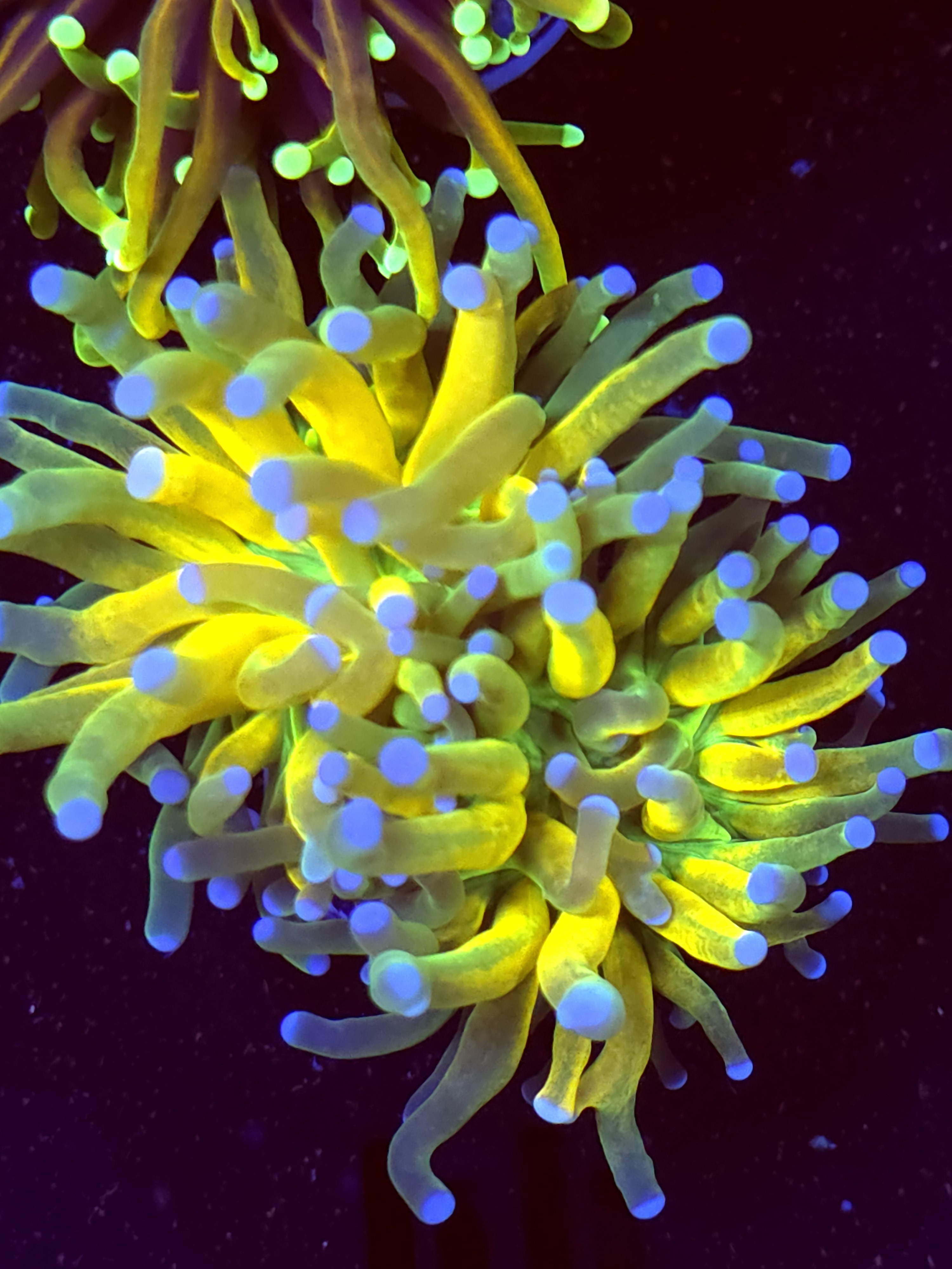 SBB " Glitter Tiger" Torch Splitting Heads