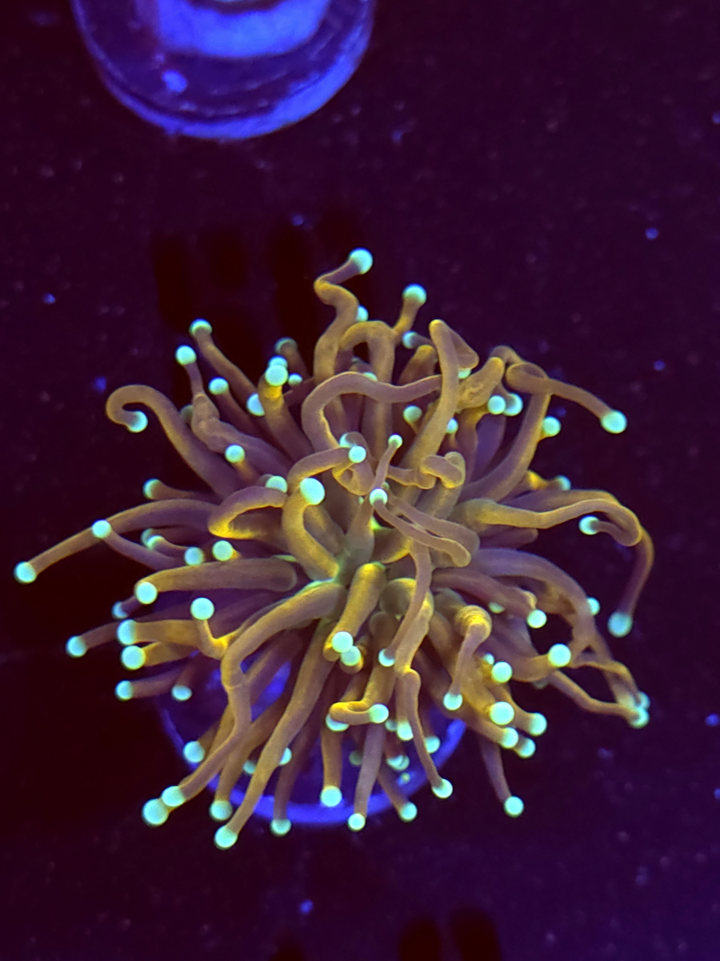 SBB " Dr Strange' Torch