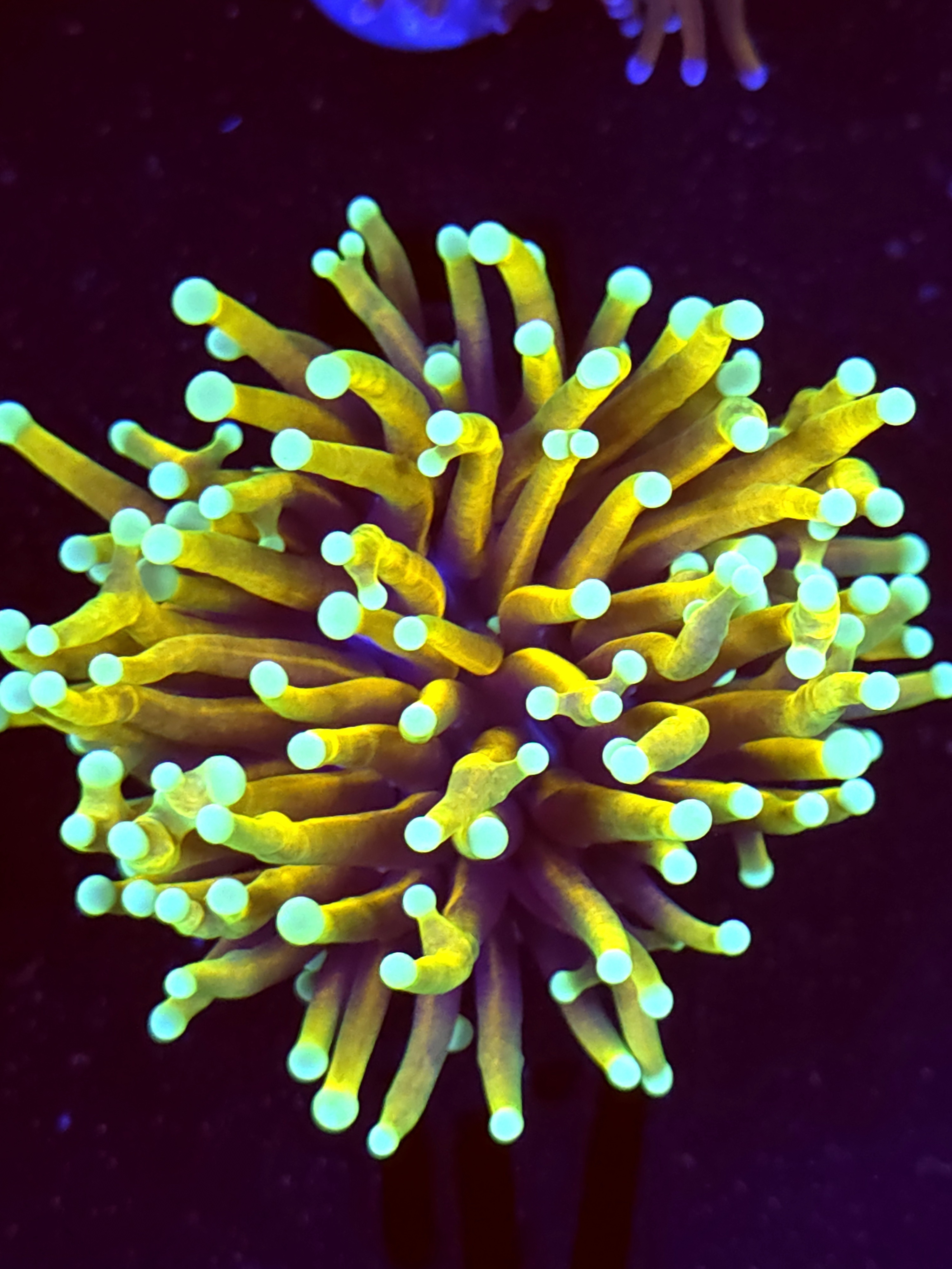 SBB " Hell Fire' Torch