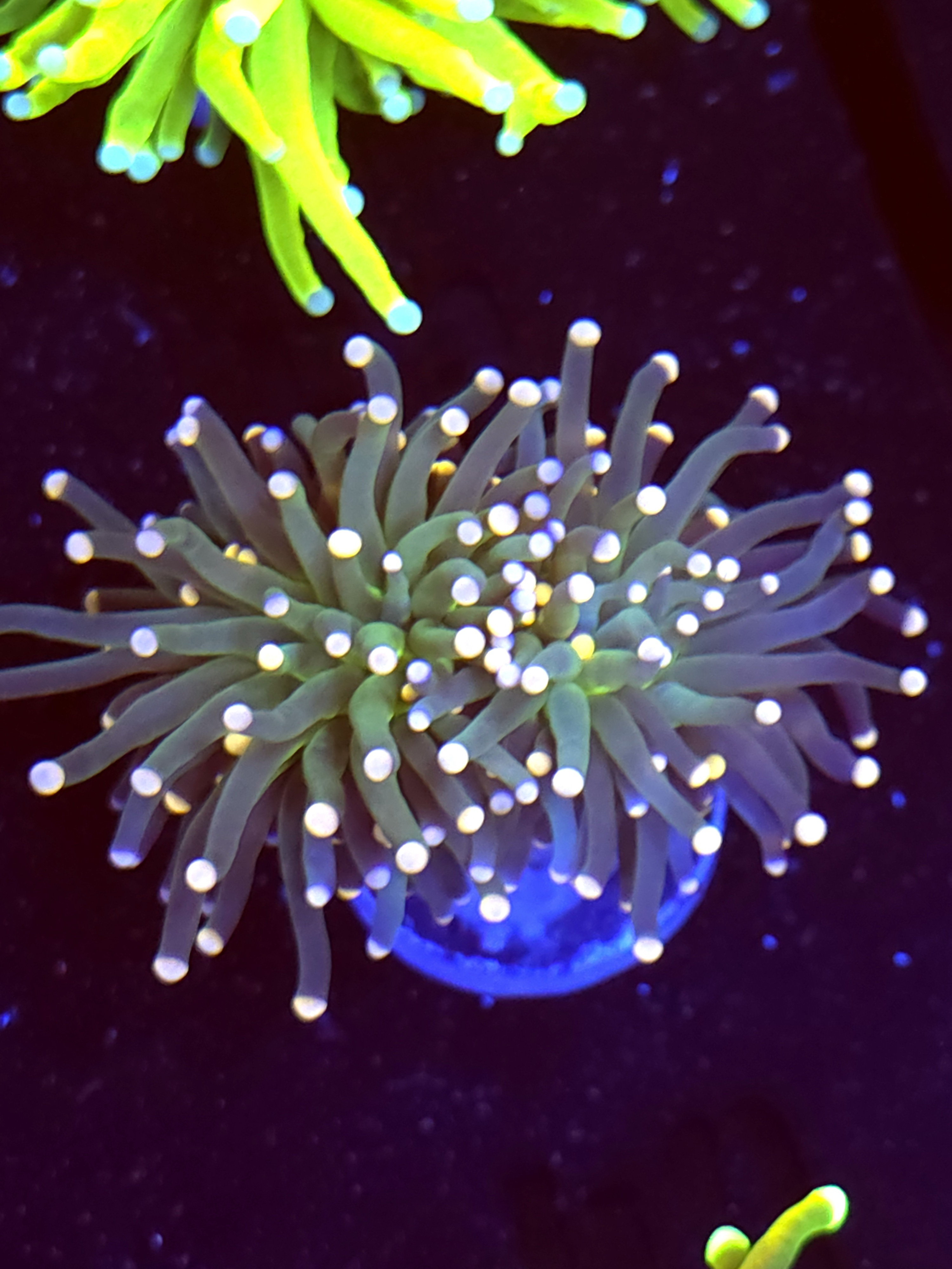 SBB "Artic Jade" Torch