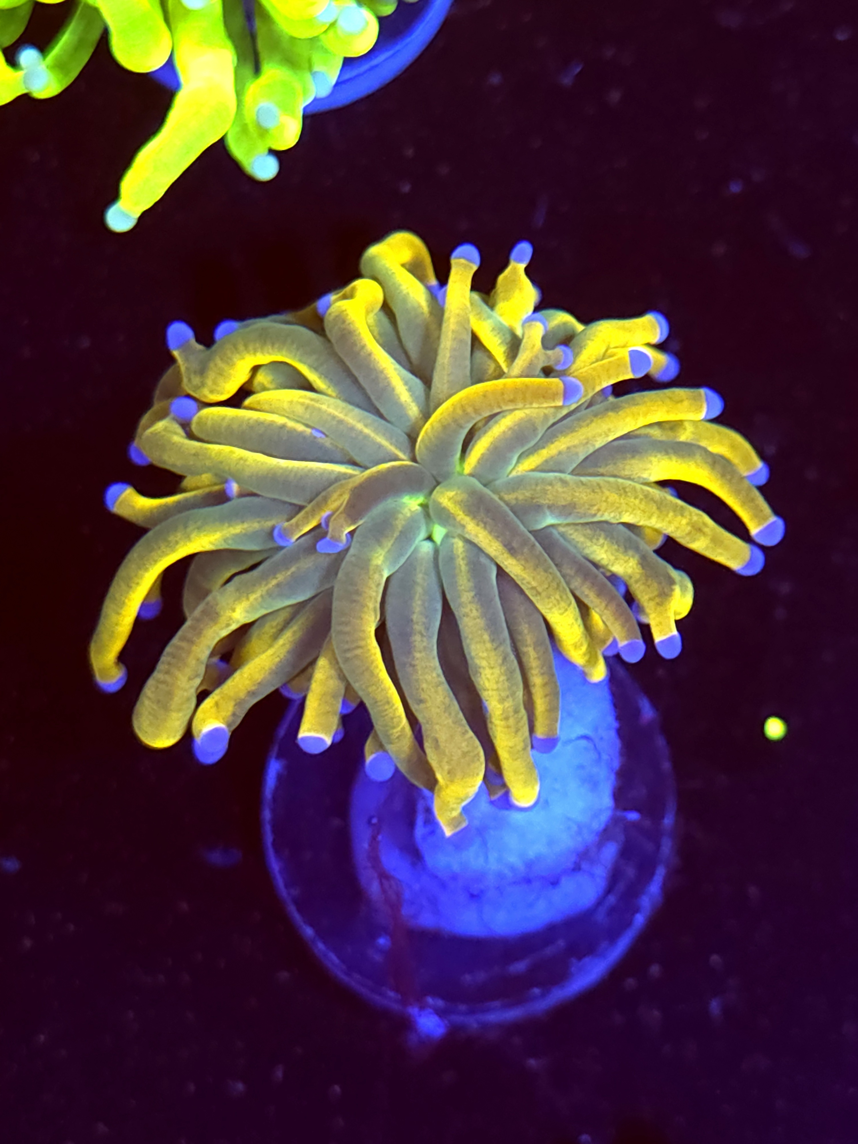 SBB " Goldpool" Torch