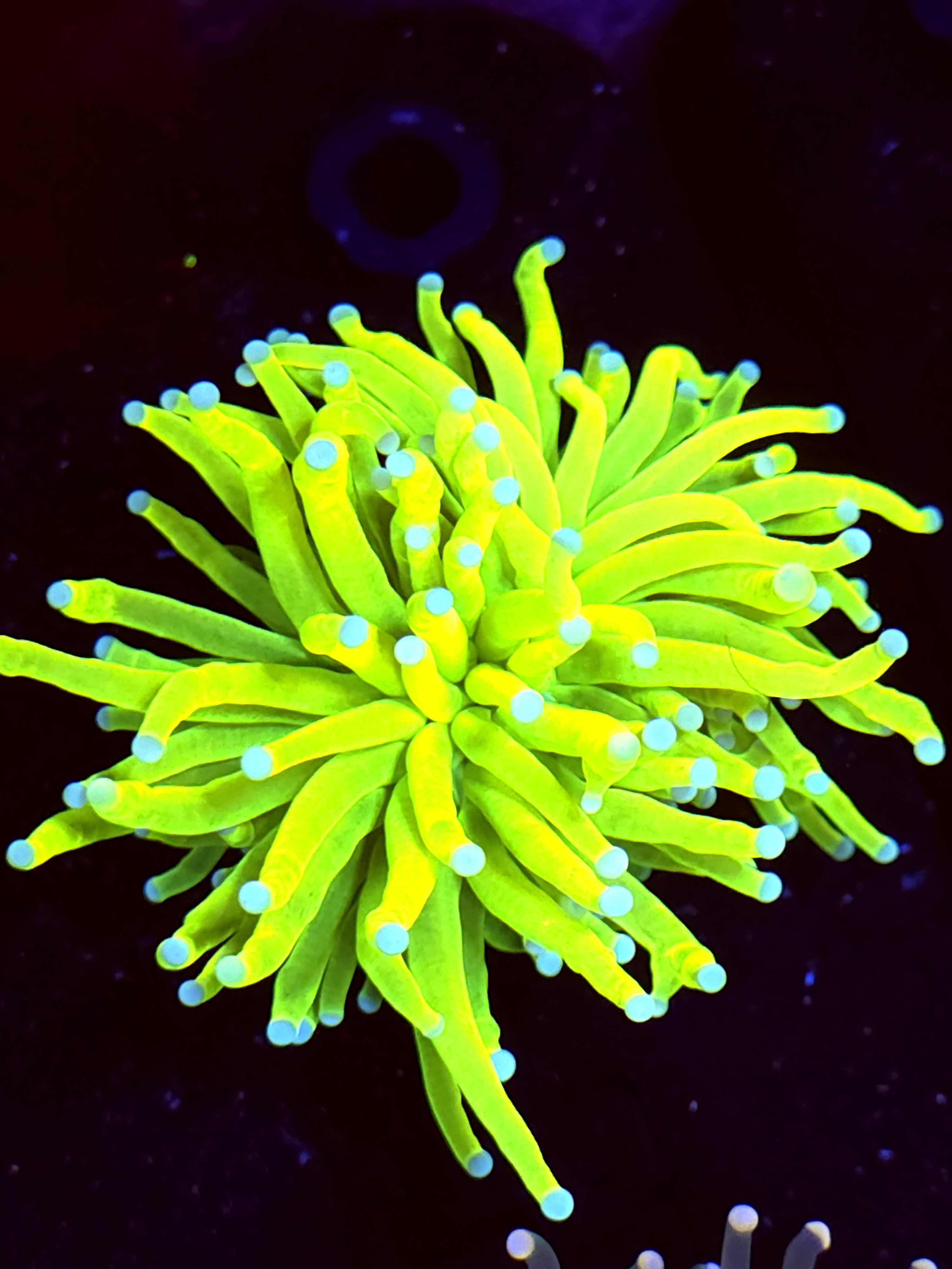 SBB " Iceburg" Holy Grail Torch