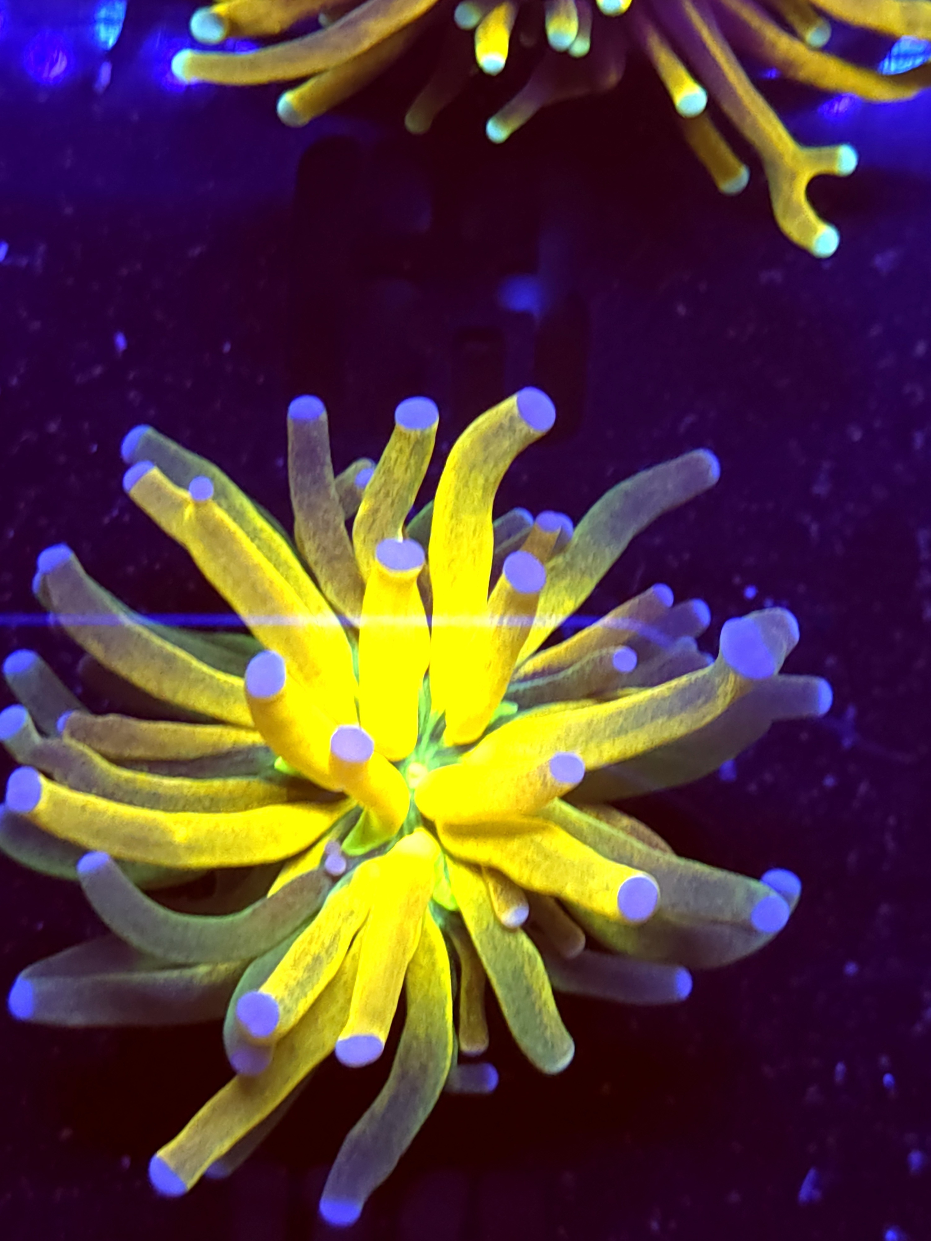 SBB " Glitter" Tiger Torch