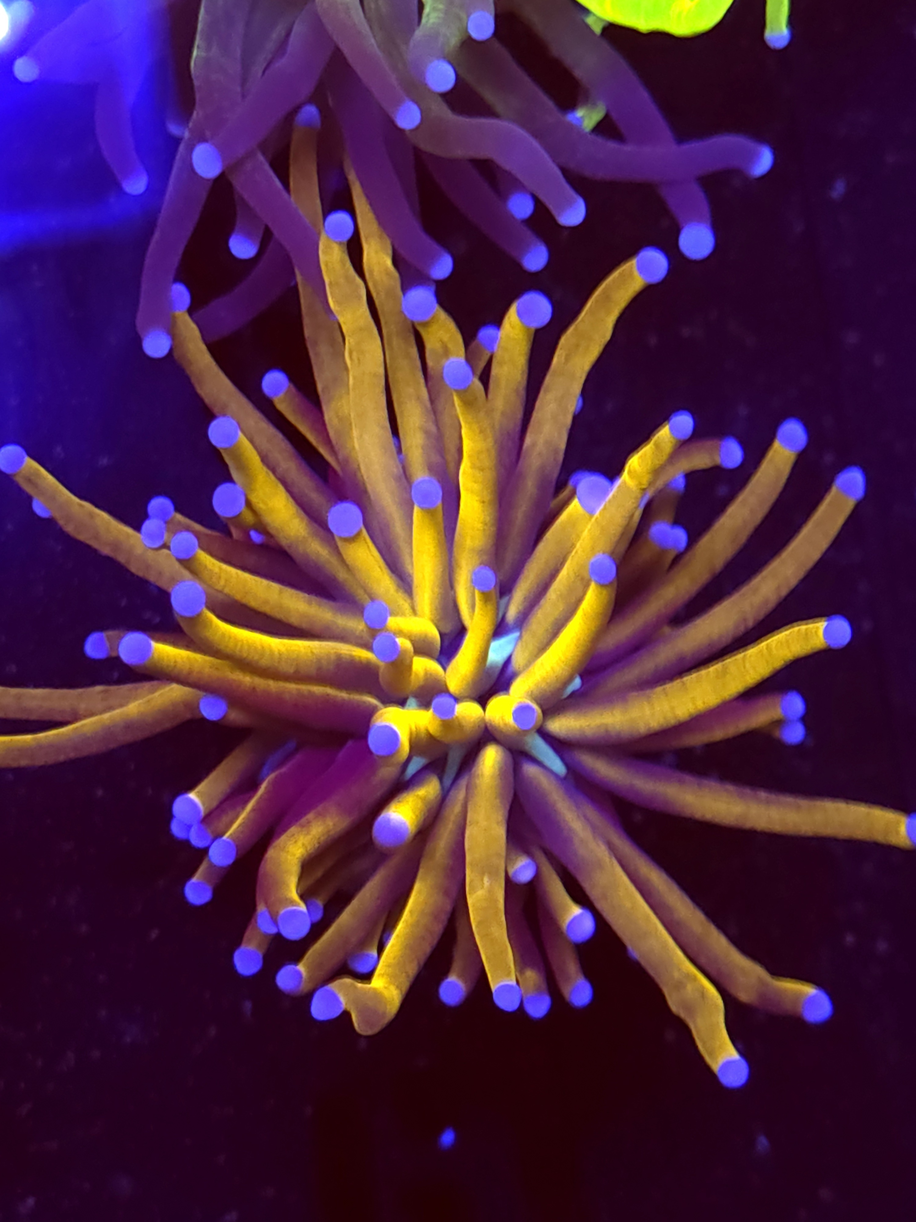 SBB "Gold Pool" Torch