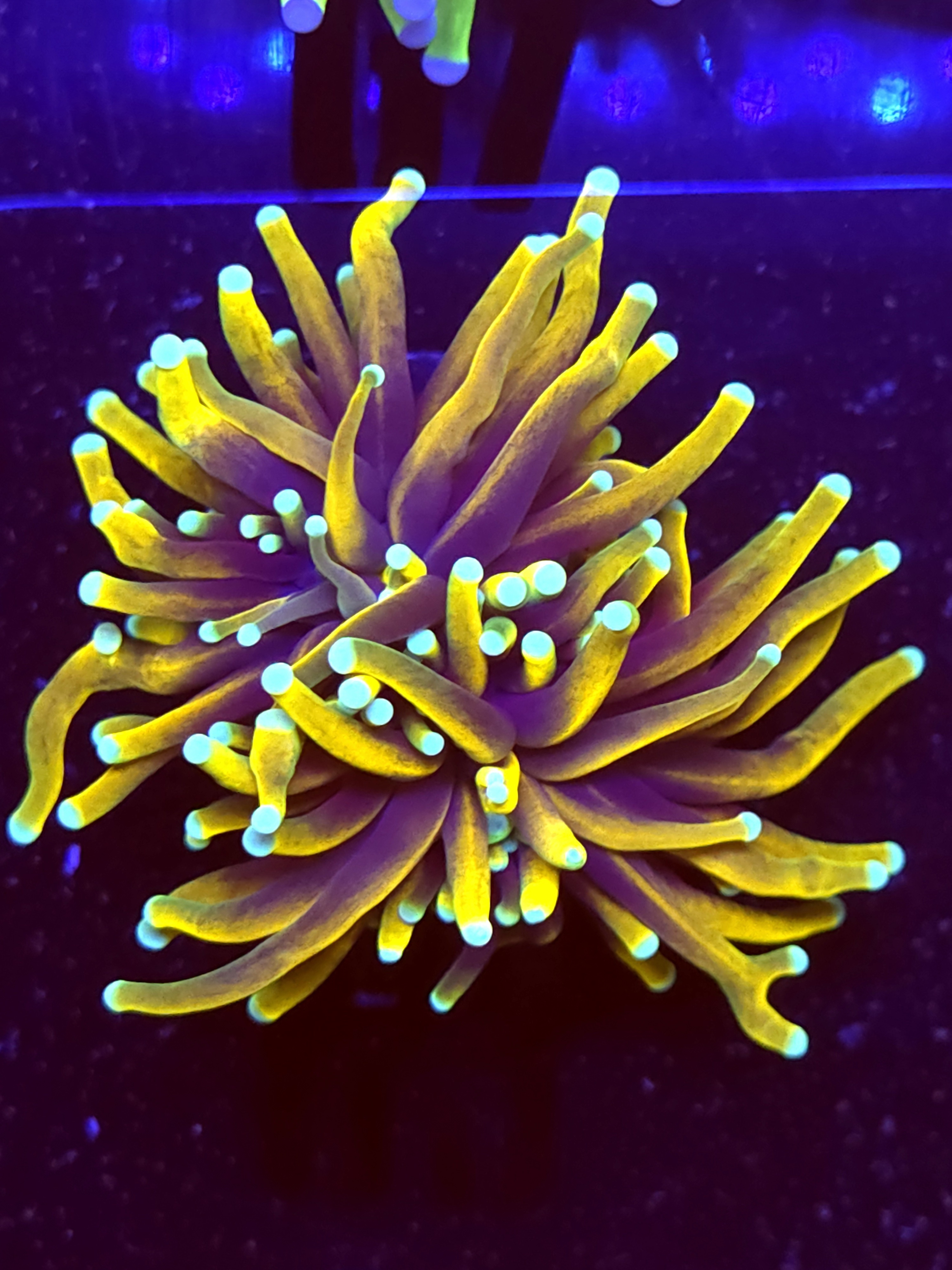 SBB Indo Ultra Gold Torch