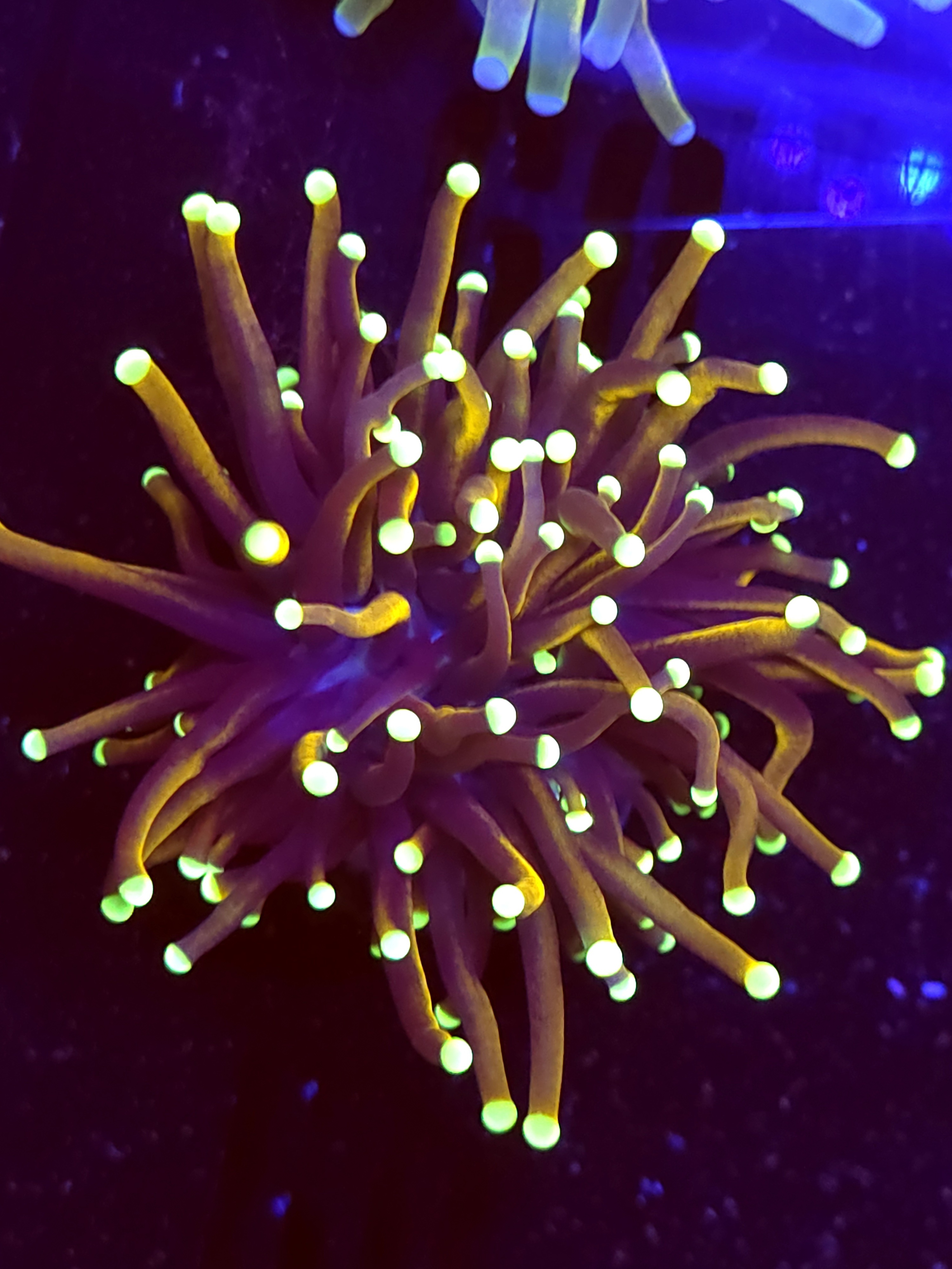 SBB " Dr Strange' Torch