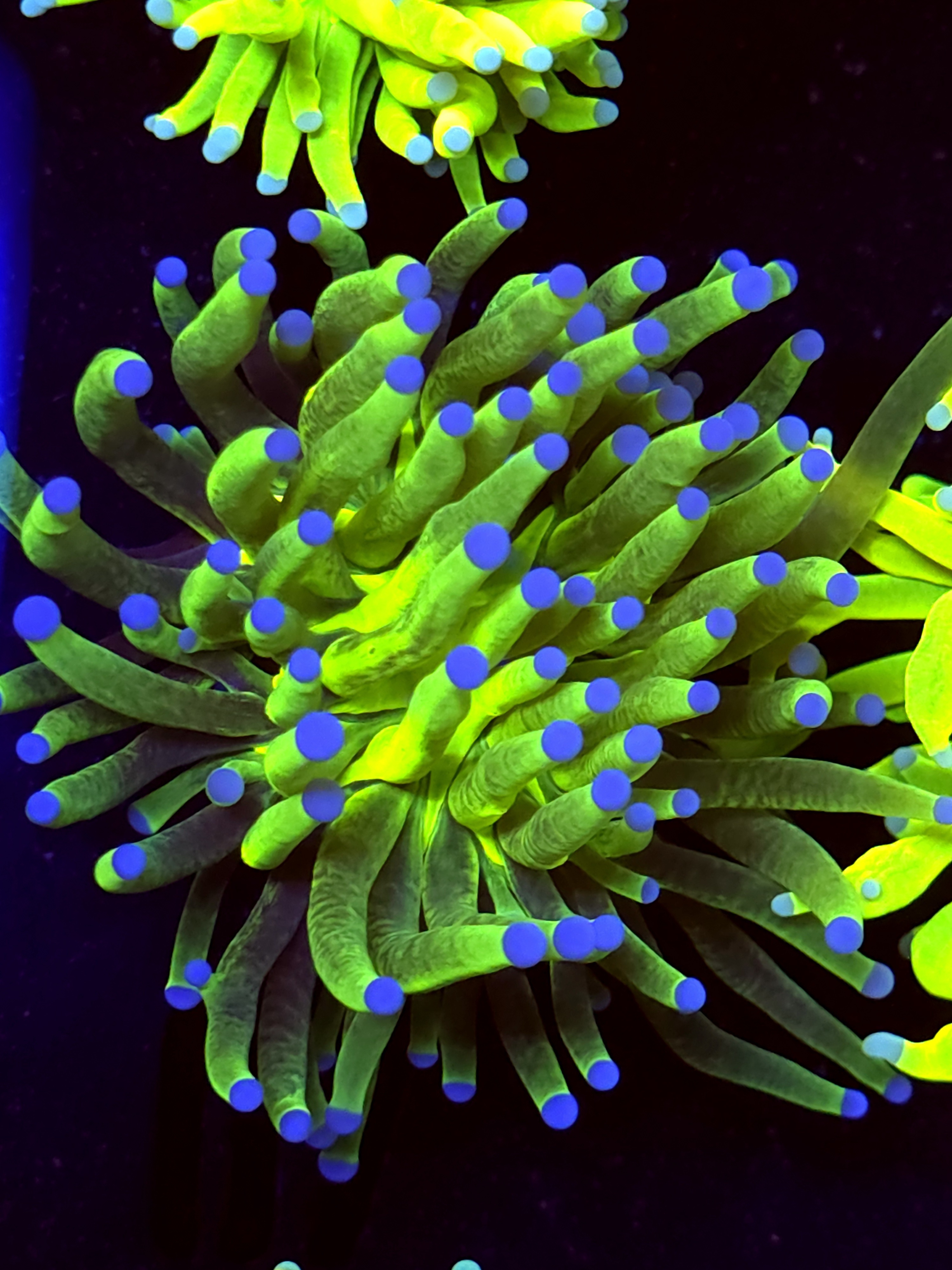 SBB " nickelodeon Glitter " Torch