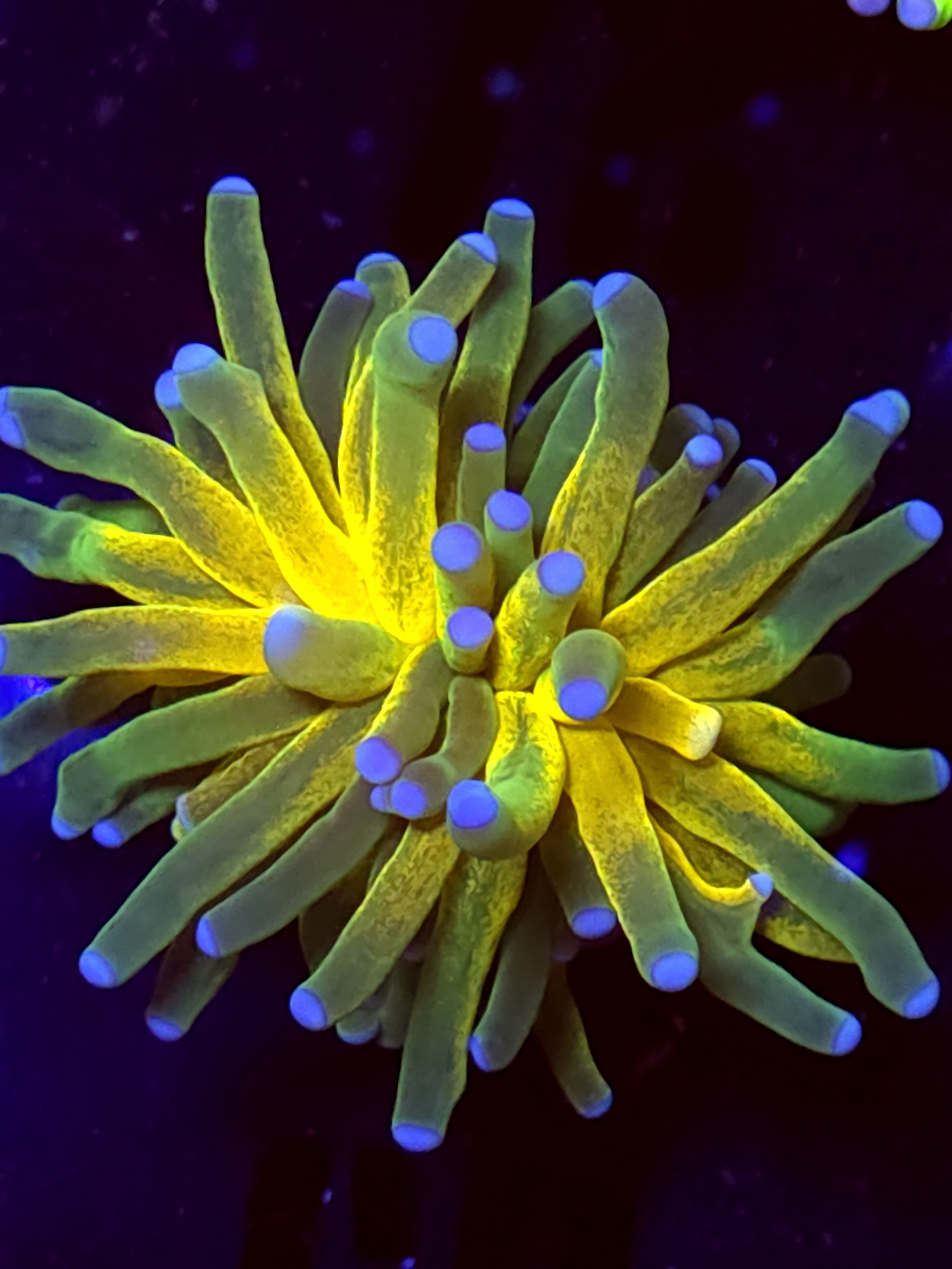 SBB " Glitter Tiger" Torch