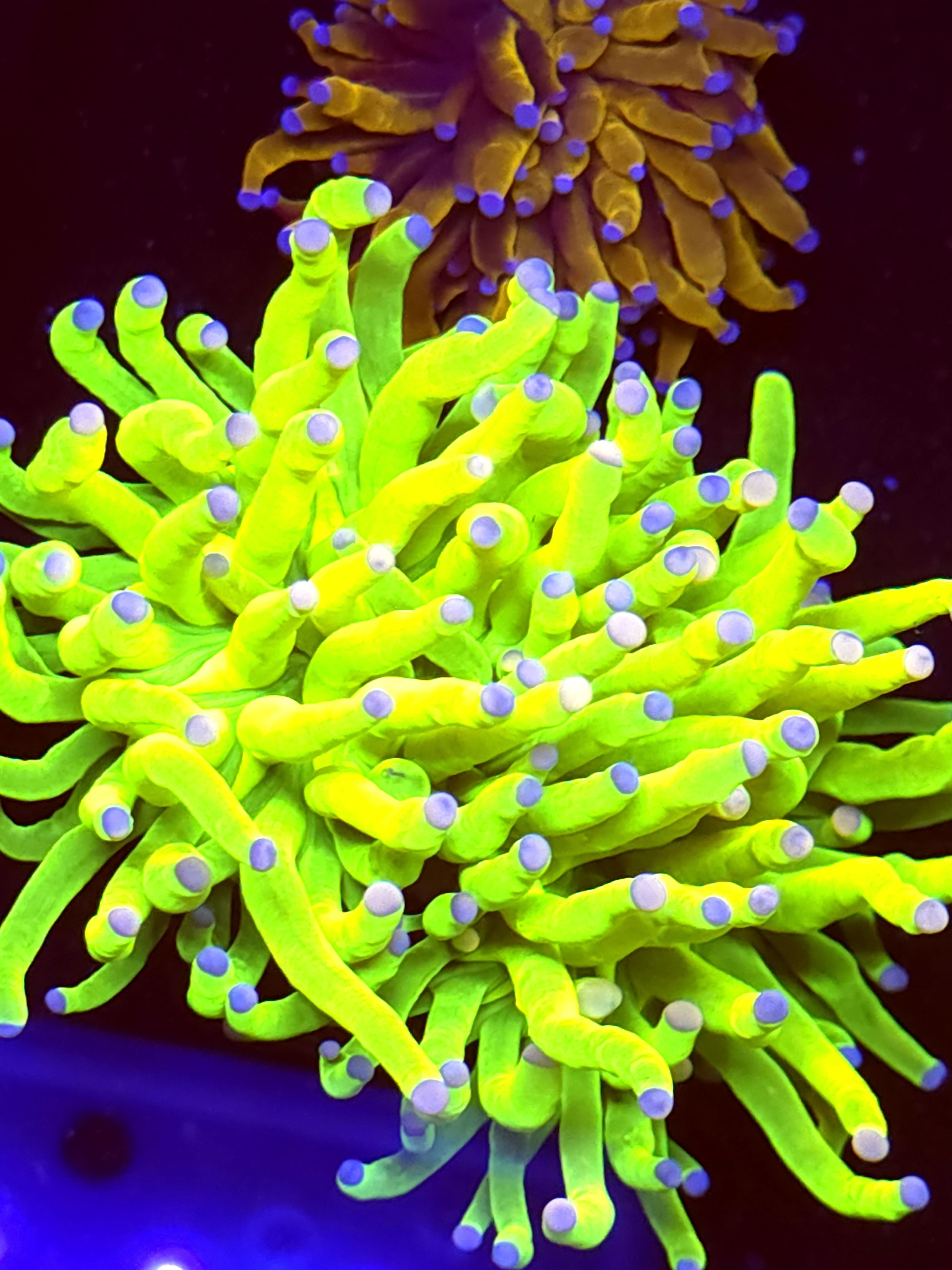 SBB " carebears" Holy Grail Torch