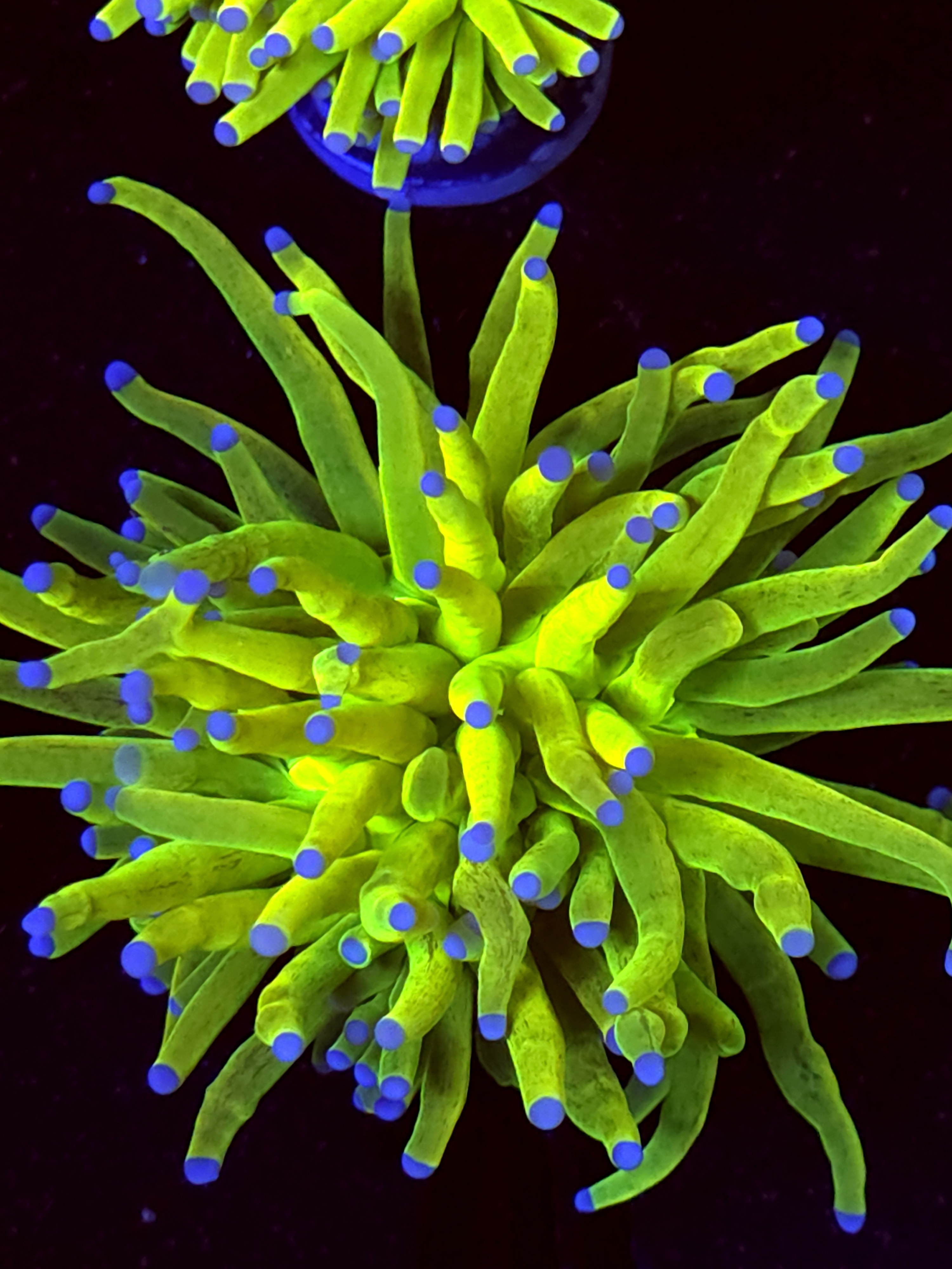 SBB " Glitter" Torch