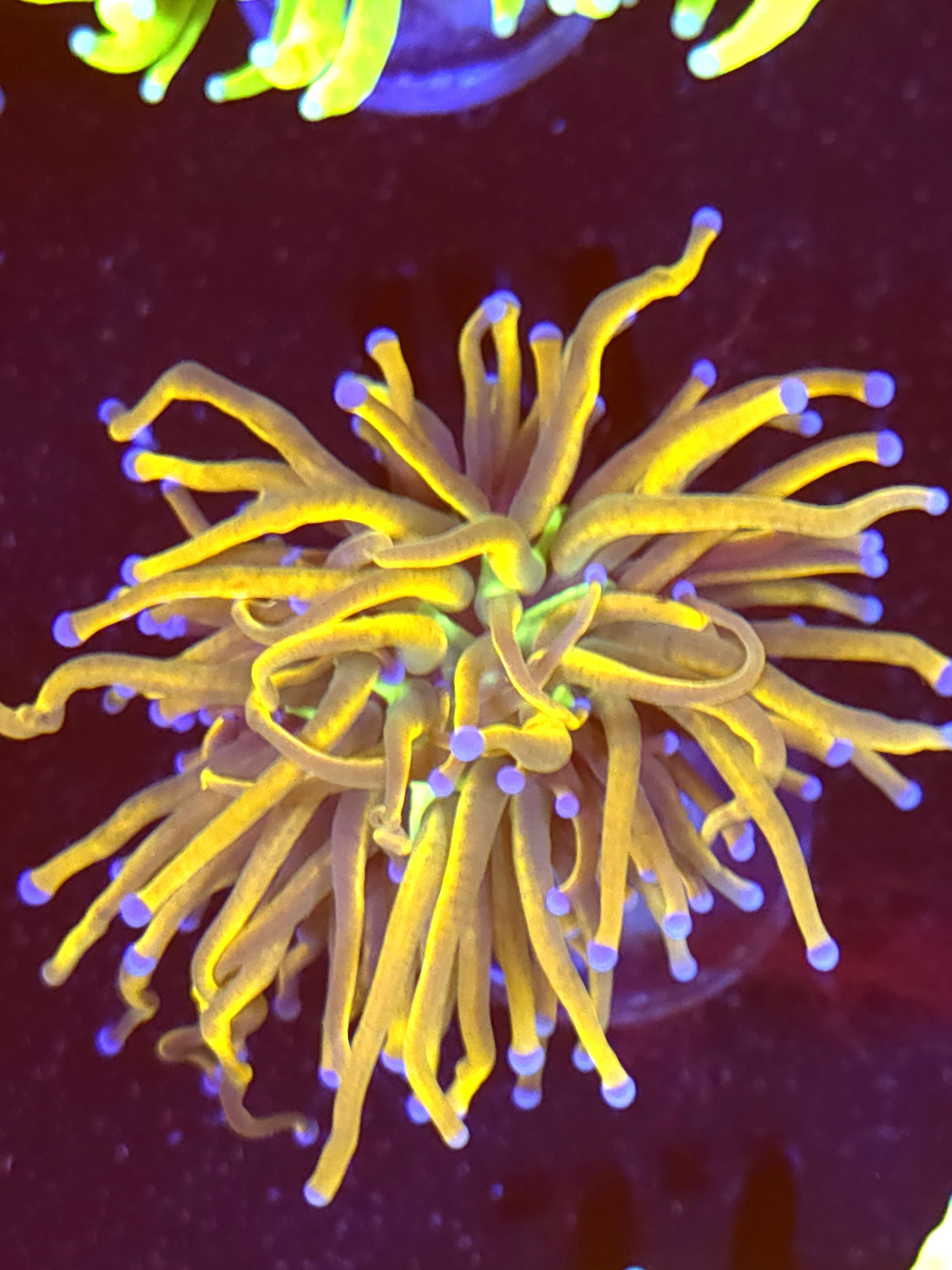 SBB " Gold Pool" Torch